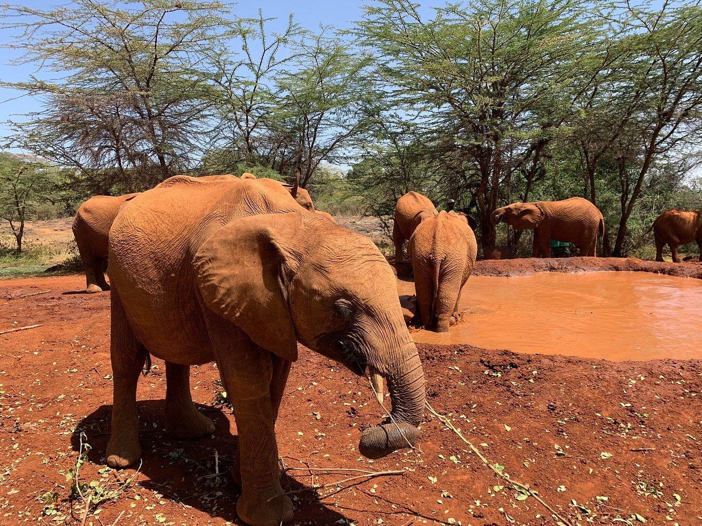 Nairobi Safari Highlights: Wildlife Parks & Elephant Sanctuary