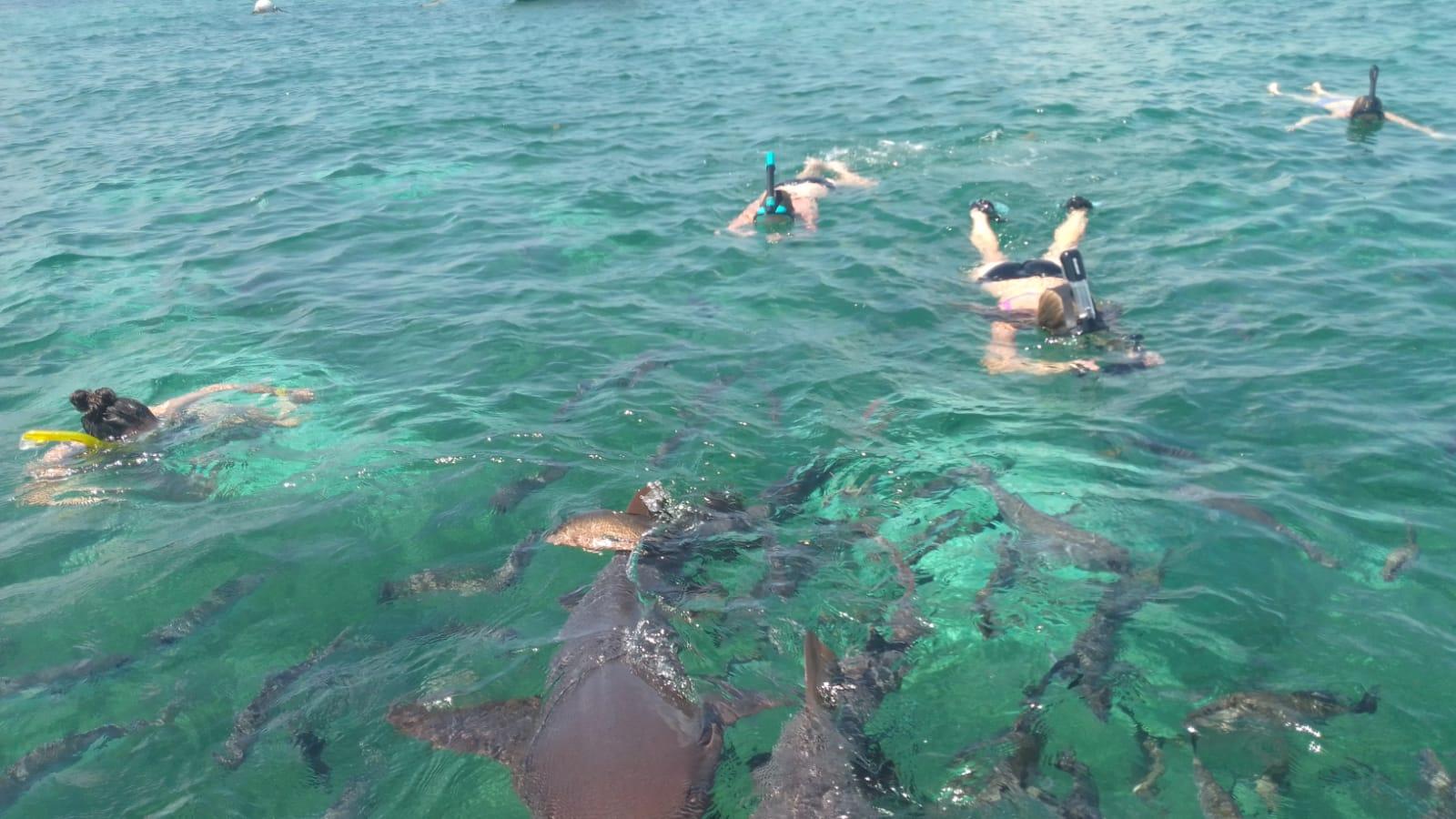 Hol Chan Marine Reserve & Shark Ray Alley Snorkeling