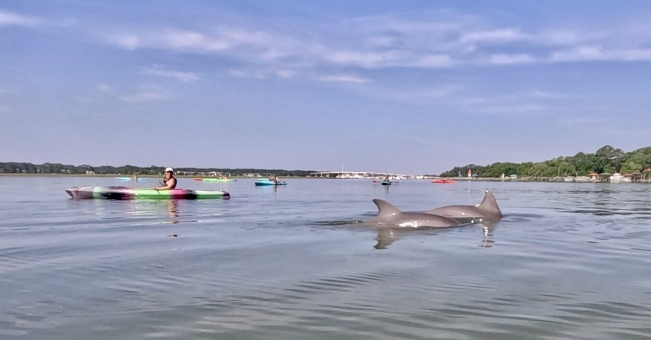 Hilton Head Dolphin Kayak Adventure