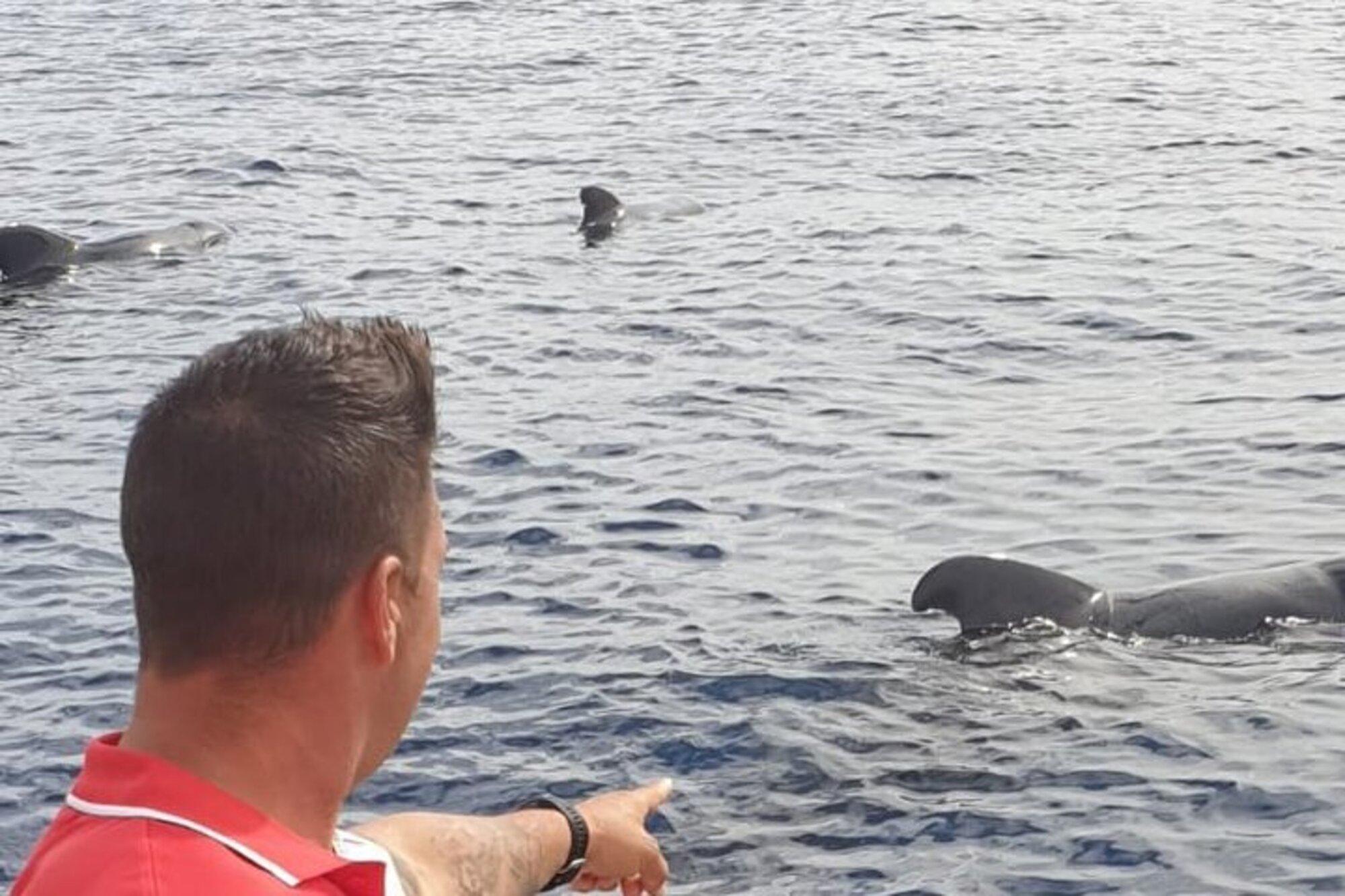 Tenerife Eco-Yacht Whale & Dolphin Watching Cruise