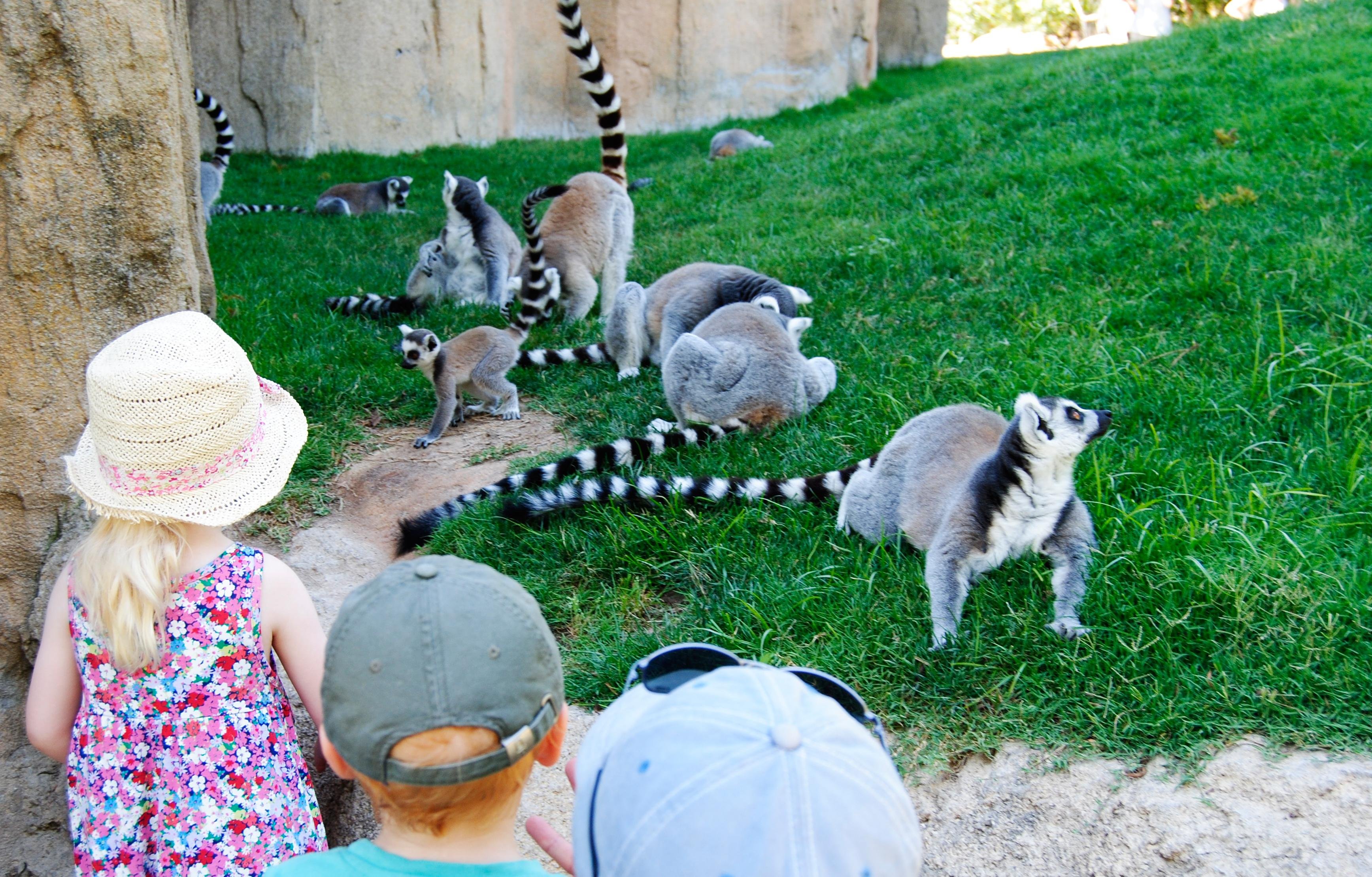 Bioparc Valencia Entry Ticket