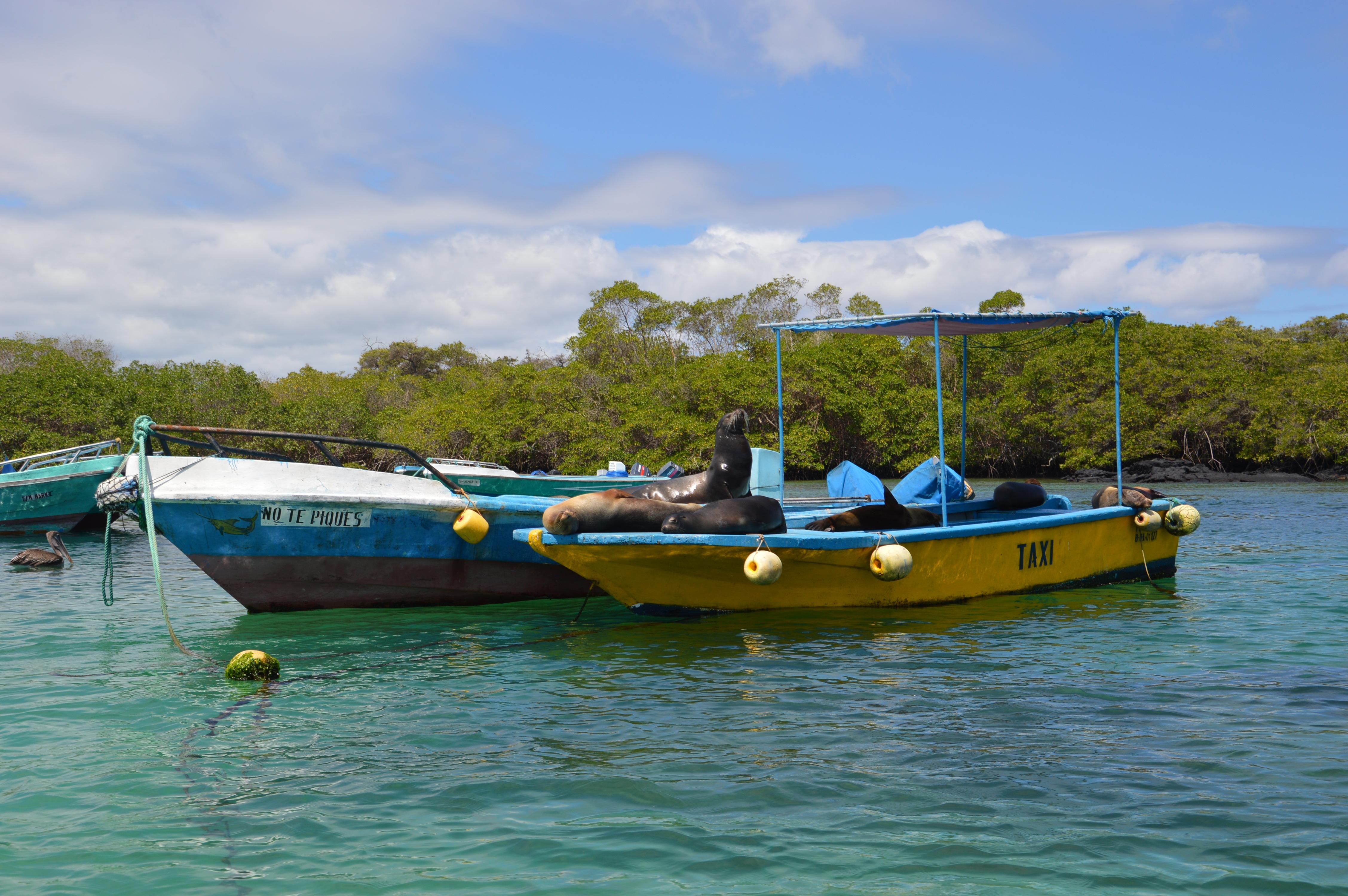 Isabela Island & Tintorera Islet Expedition from Puerto Ayora