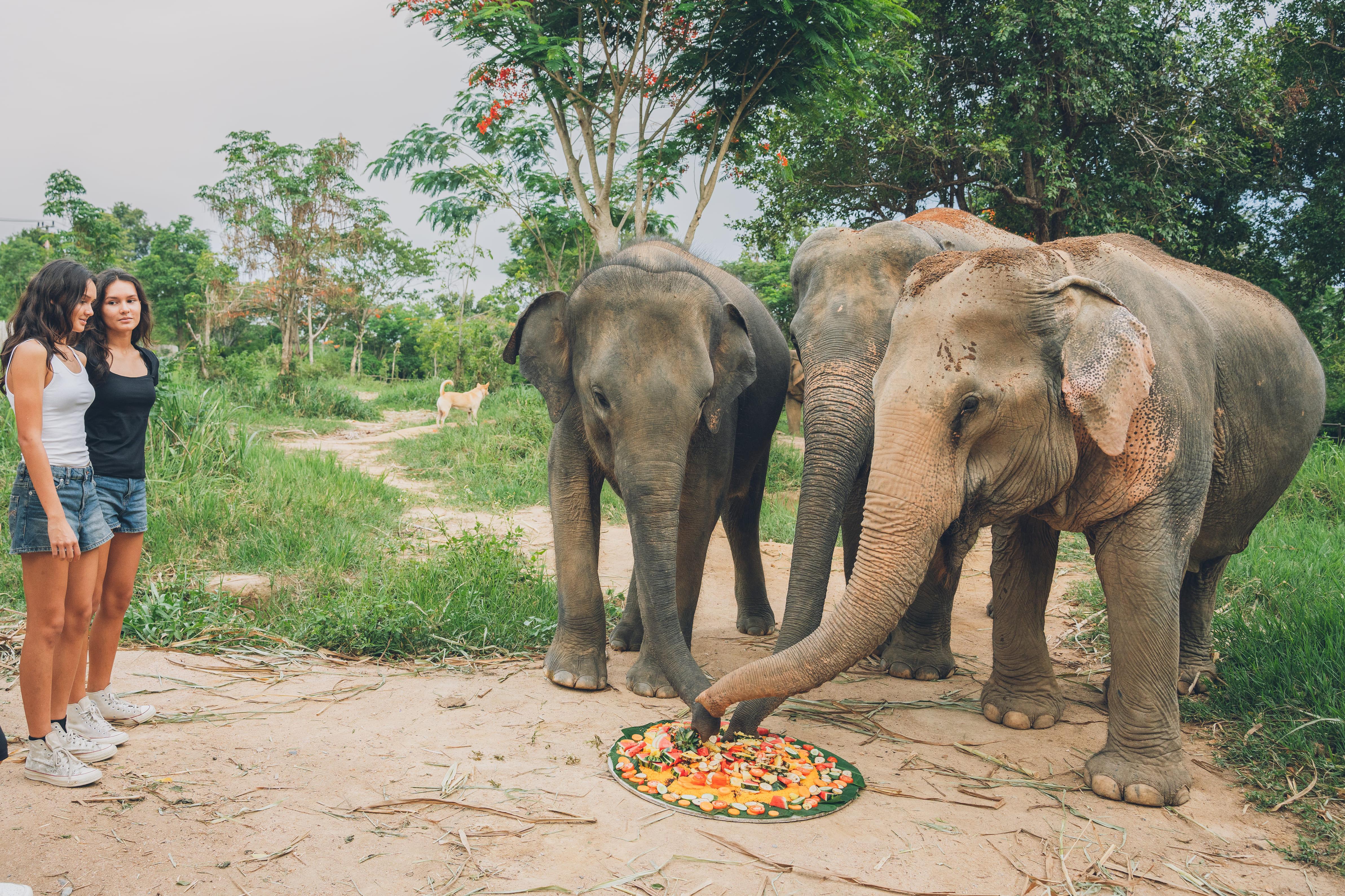 Koh Samui Ethical Elephant Sanctuary Half-Day Experience