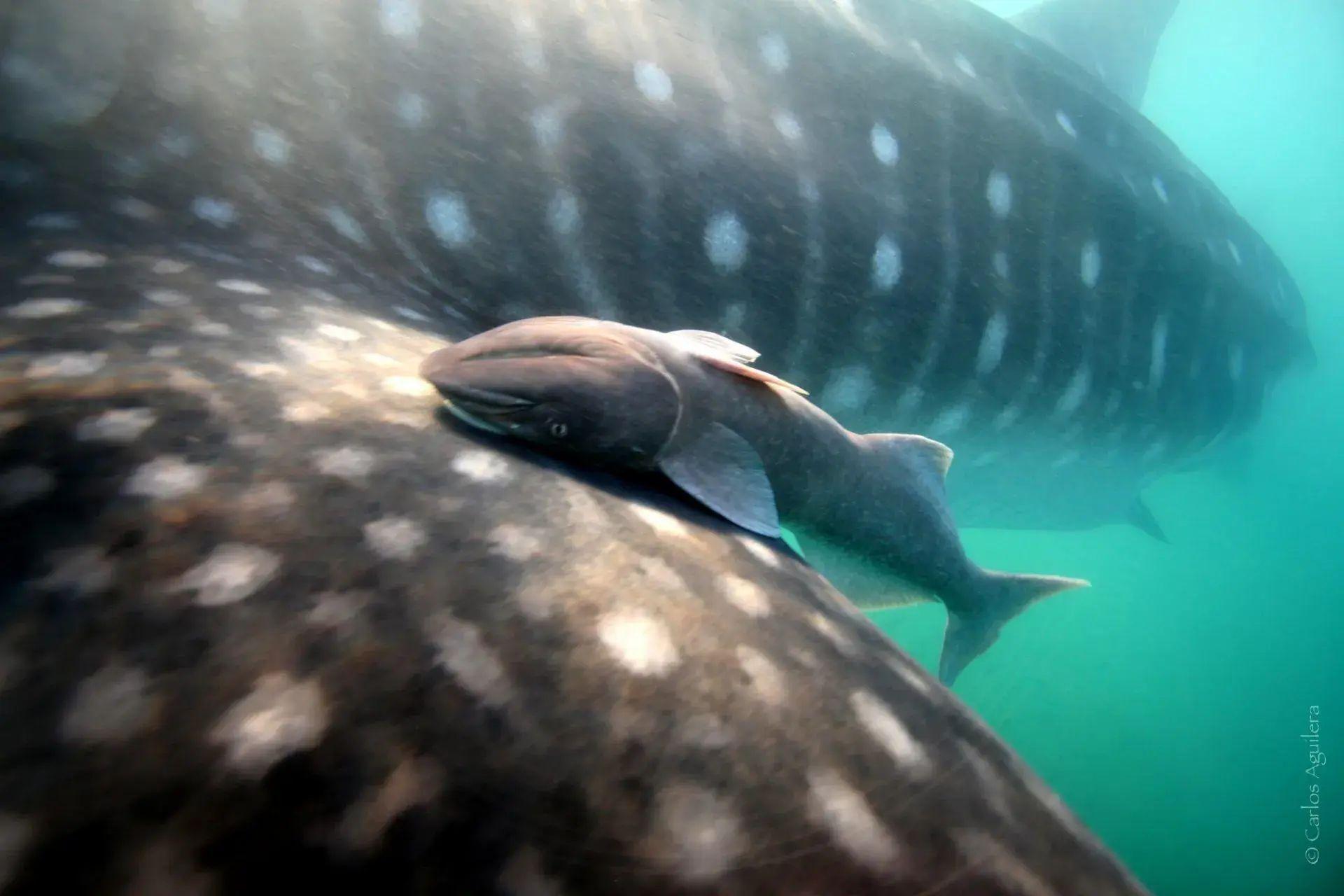 La Paz Whale Shark Snorkeling Expedition with Marine Biologist