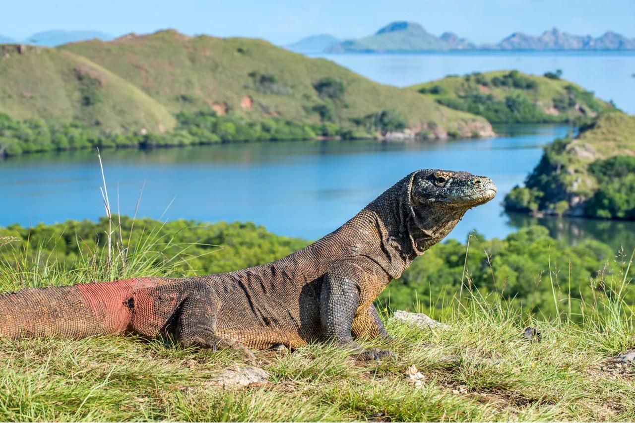 Komodo National Park: Dragons, Beaches & Manta Rays Day Tour