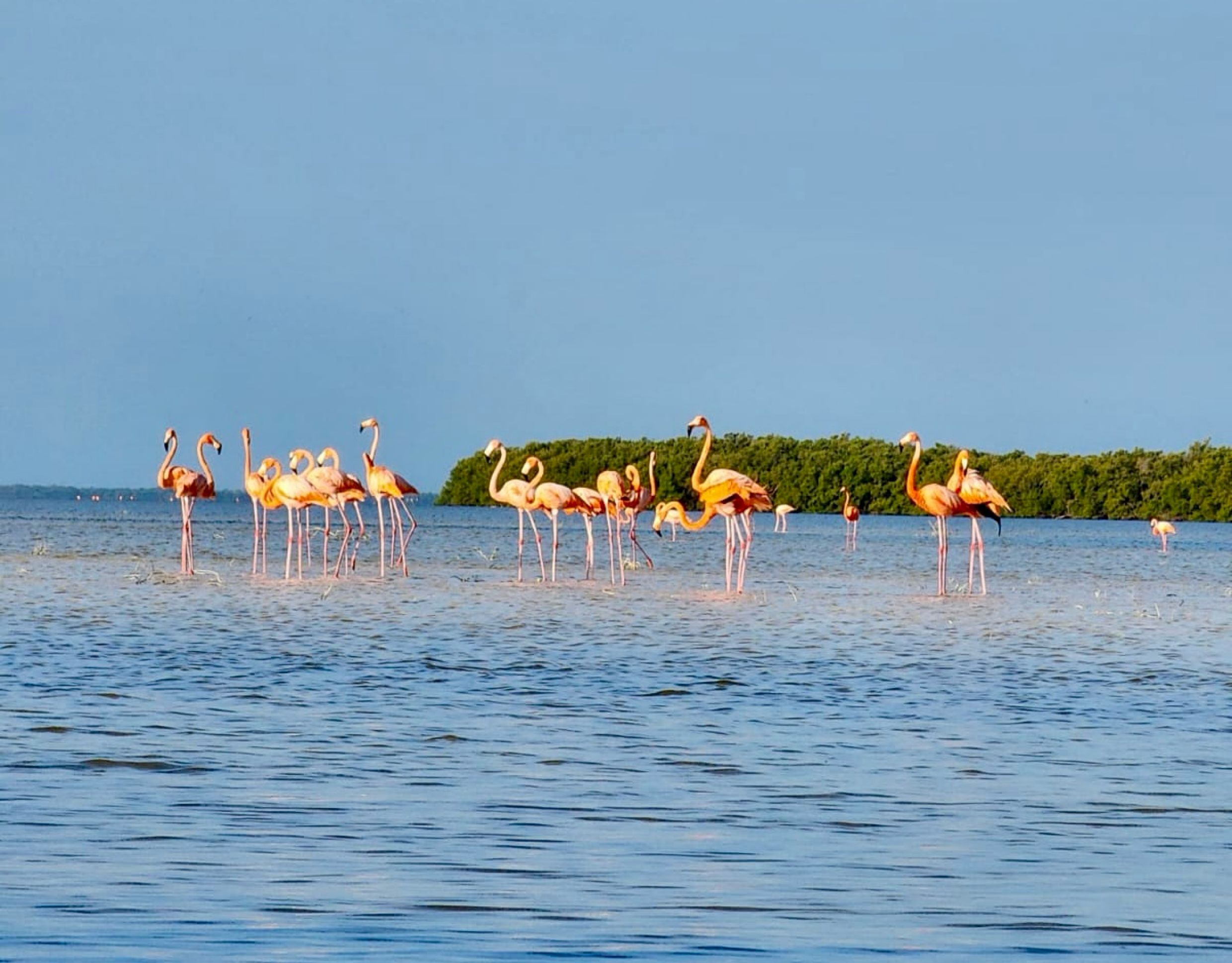 Holbox Sunrise Kayak & Mangrove Wildlife Tour