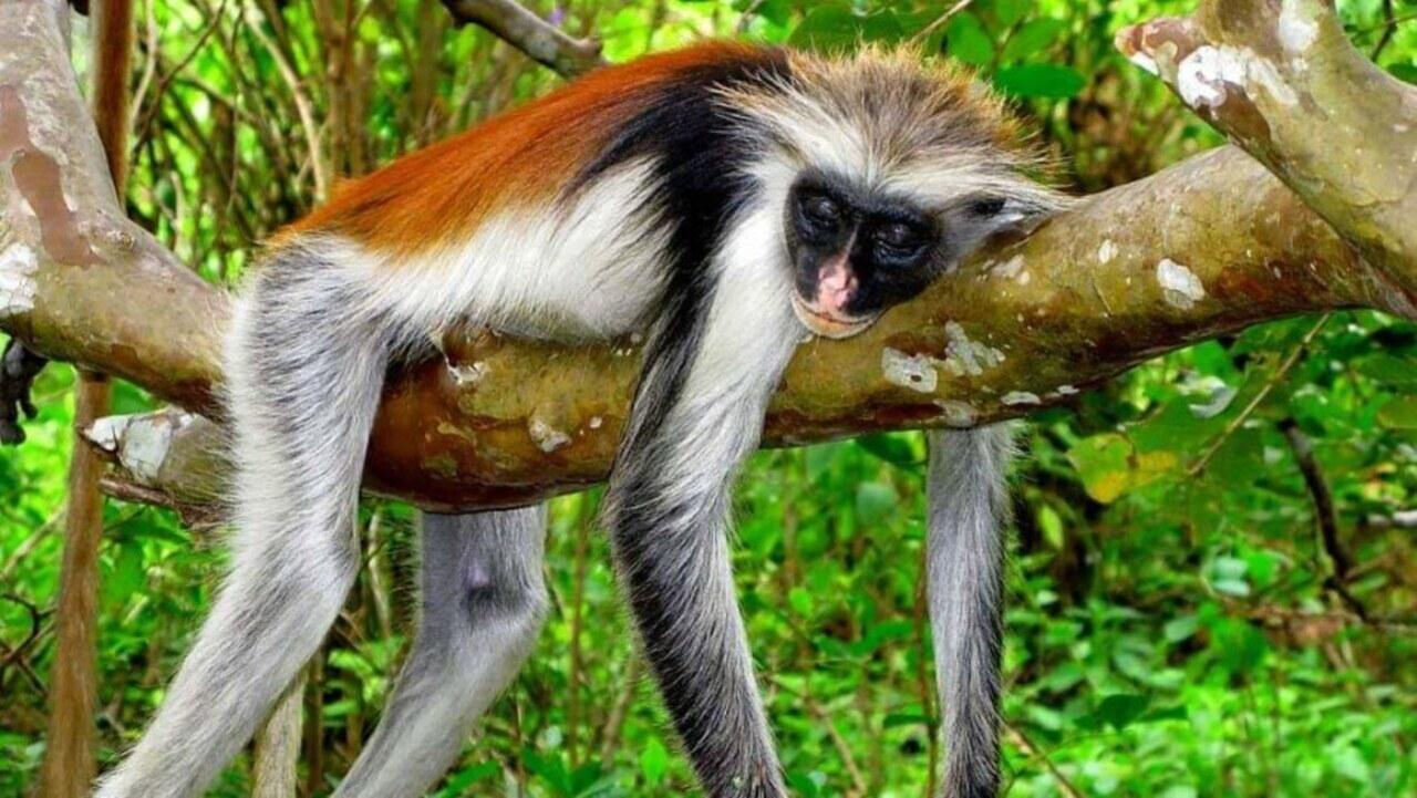 Zanzibar Full-Day Nature & Culture Tour: Jozani Forest, Blue Lagoon & Kuza Cave