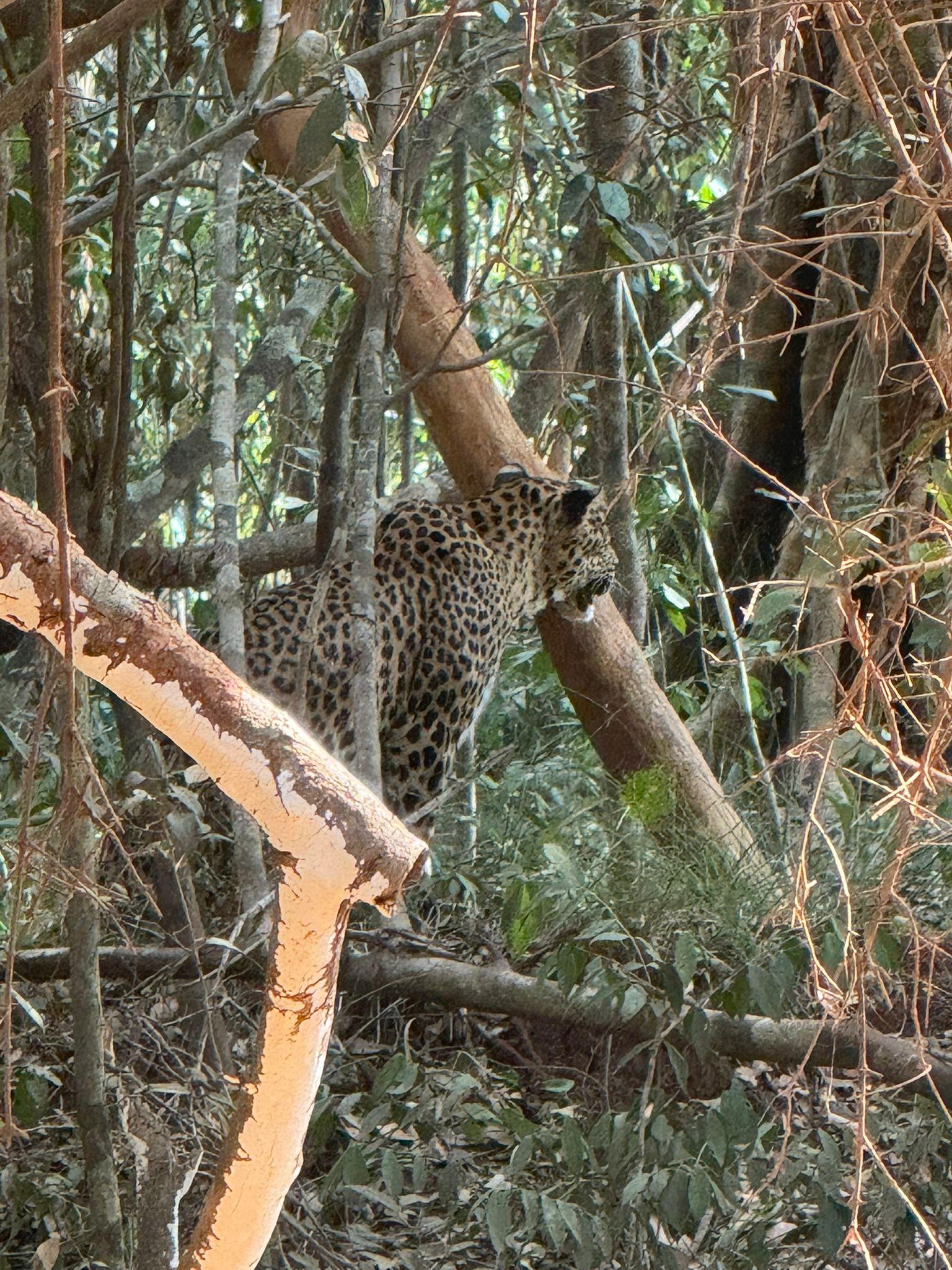 Full-Day Wilpattu National Park Safari from Anuradhapura