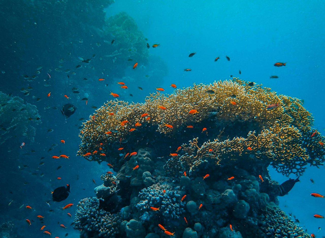 Zanzibar Dolphin Swim & Coral Reef Snorkel – Wildlife-First Half-Day Tour
