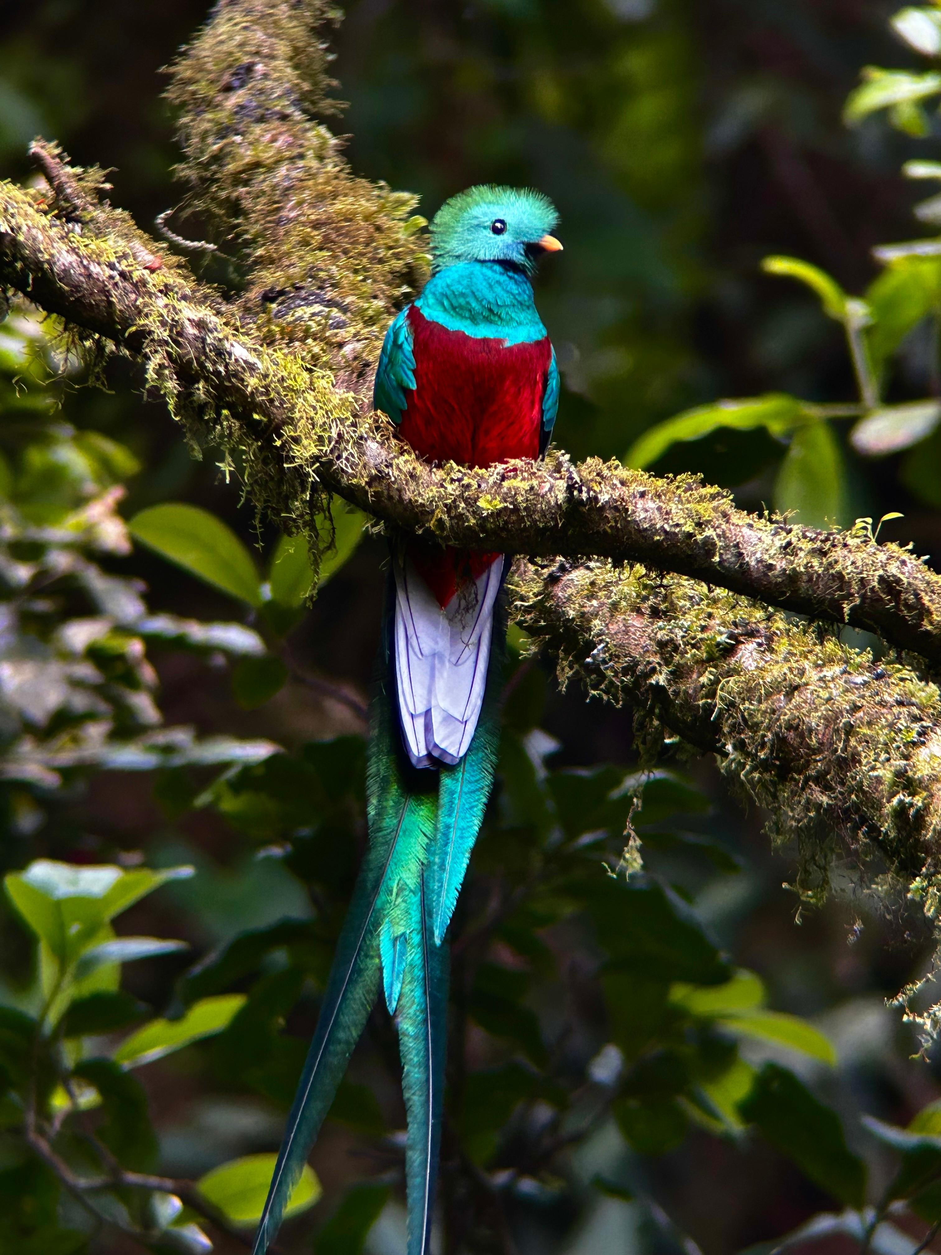 Curi Cancha Cloud Forest Tour with HD Optics