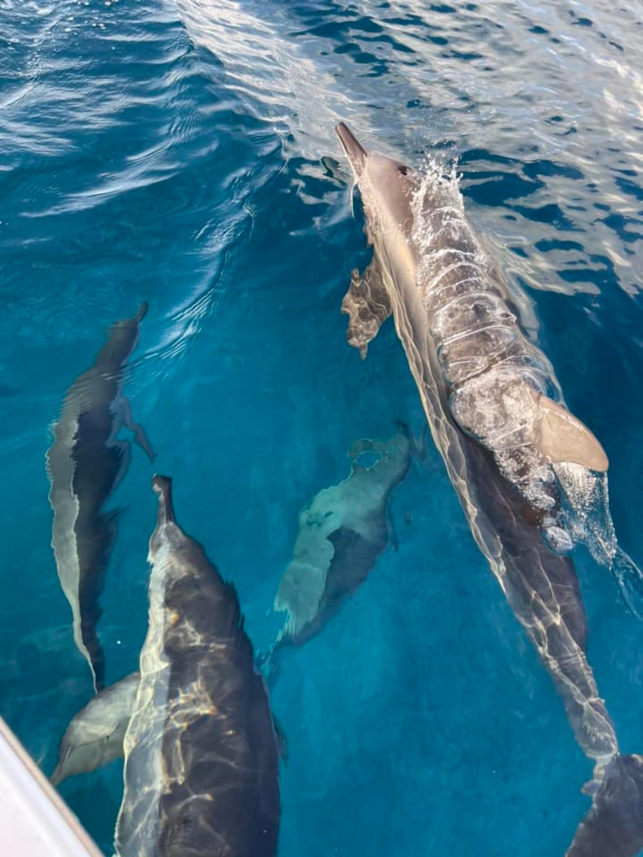 Private Dolphin Watching & Benitier Island BBQ