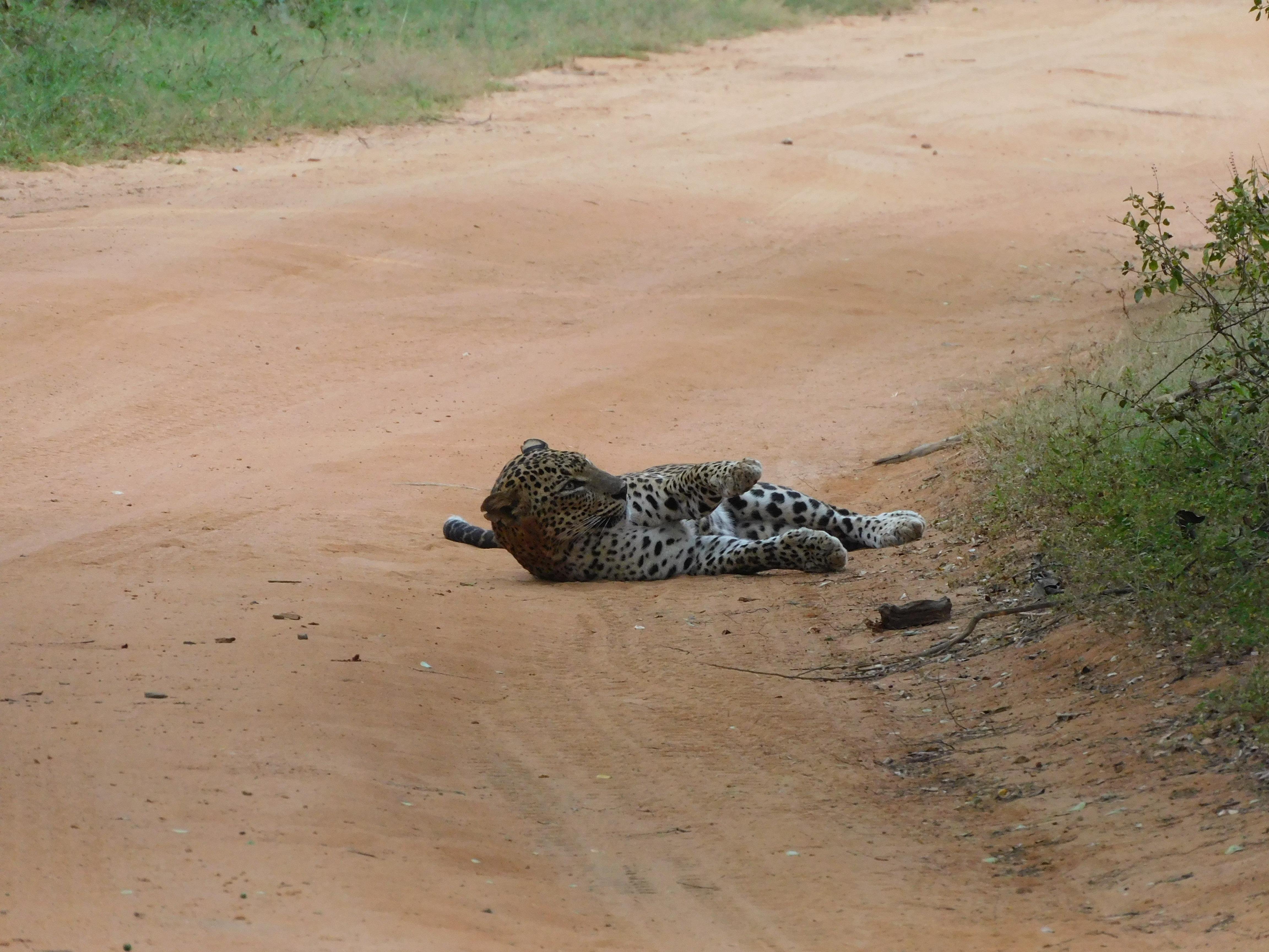 Yala National Park Safari Expedition