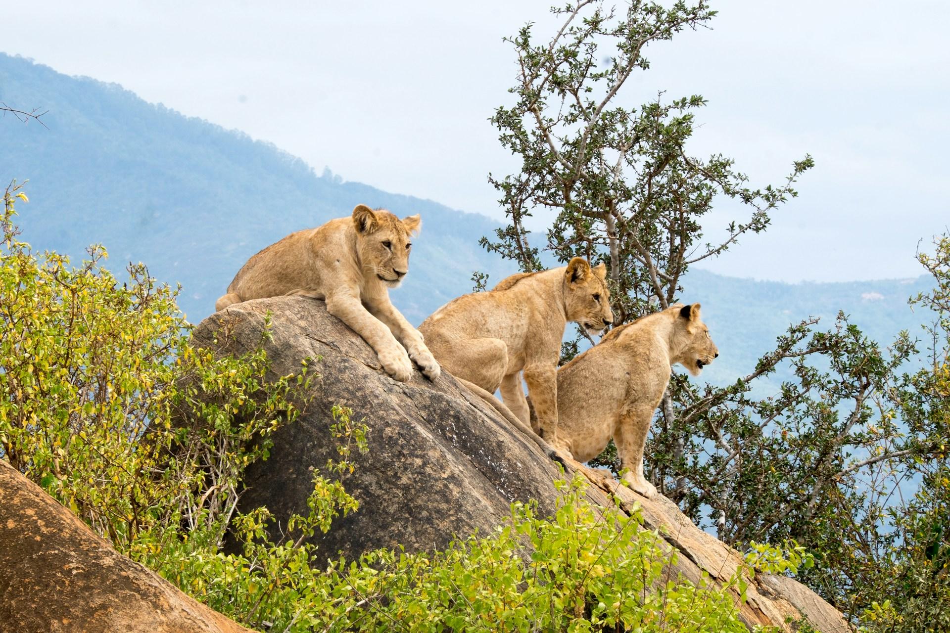 Nairobi Safari: National Park, Elephant Orphanage & Giraffe Center
