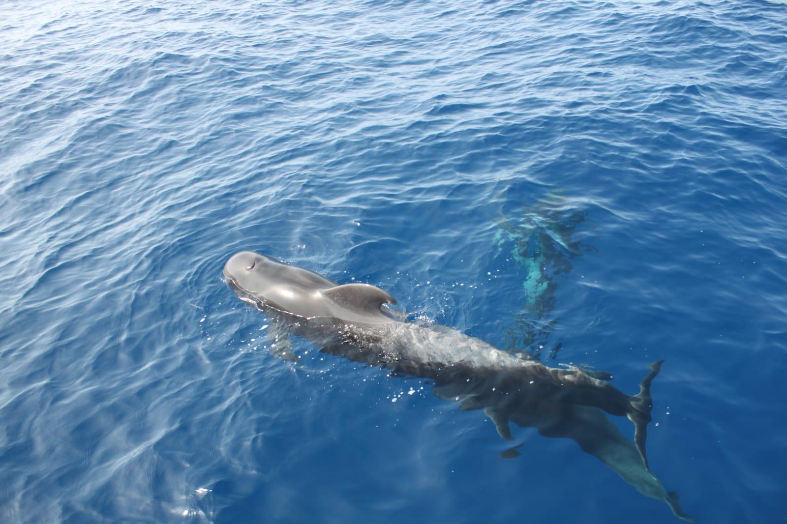 Luxury Whale Watching Safari in South Tenerife
