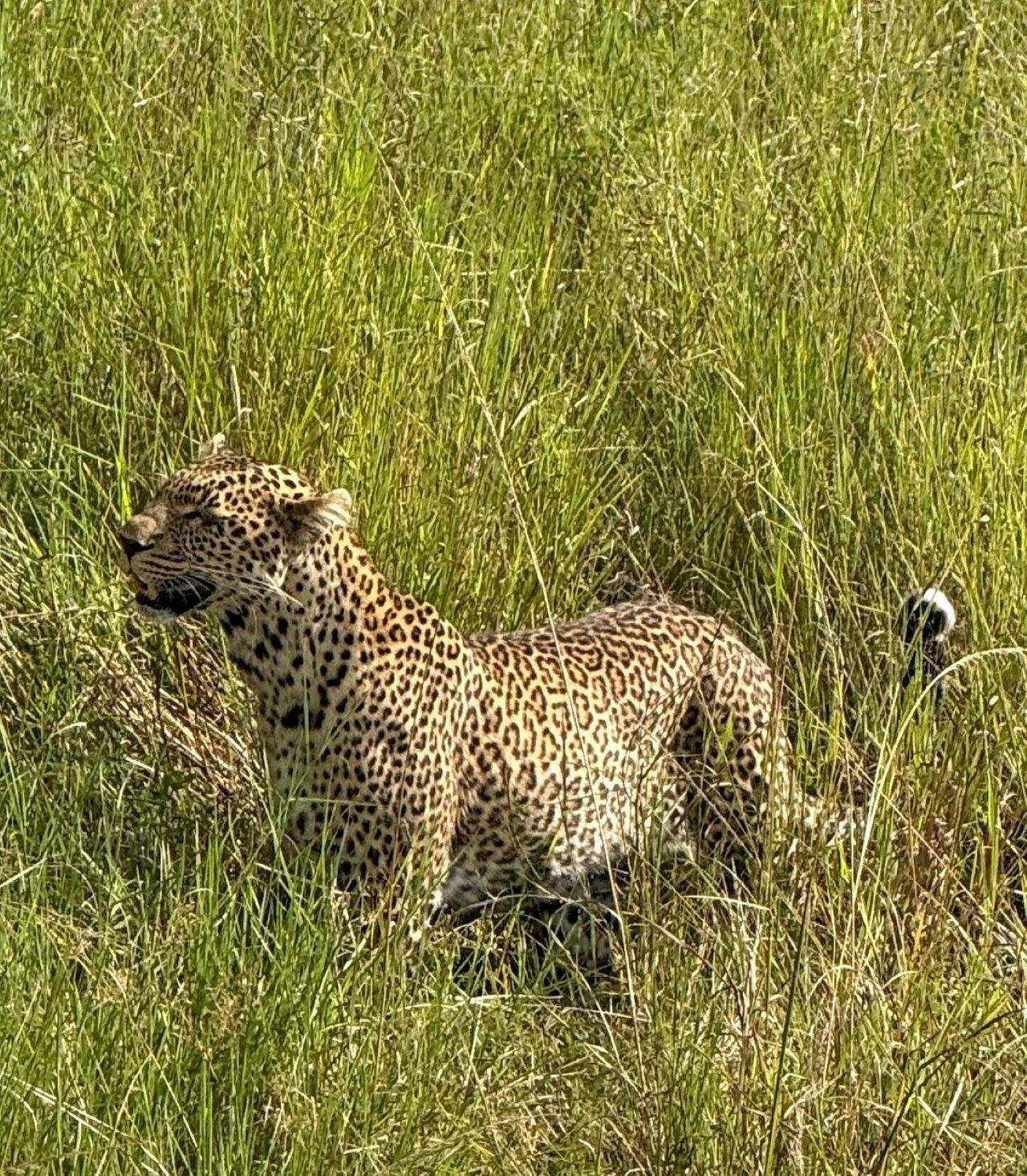 3-Day Maasai Mara Shared Jeep Safari from Nairobi