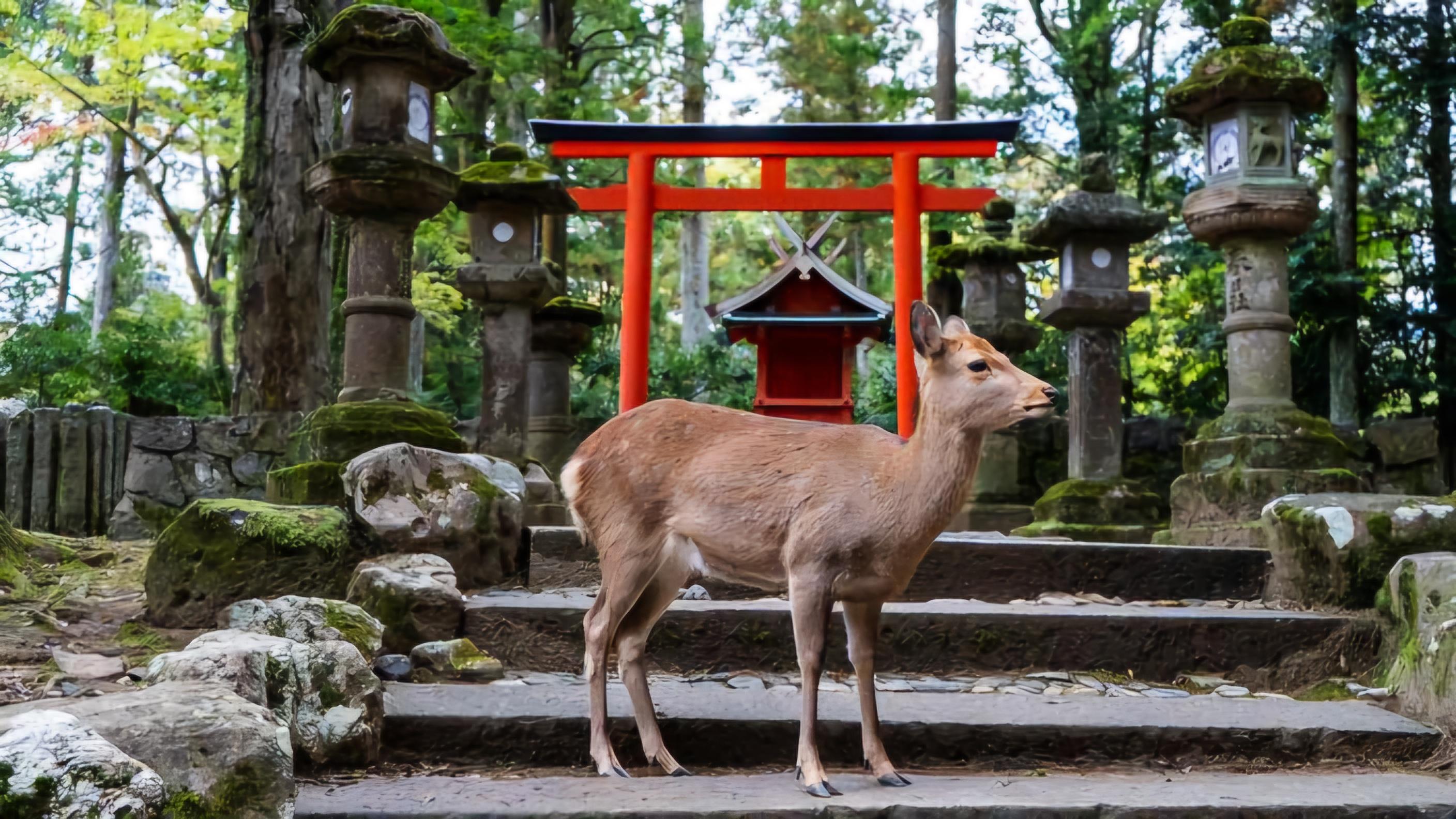 Nara Private Chauffeur Day Tour from Osaka or Kyoto