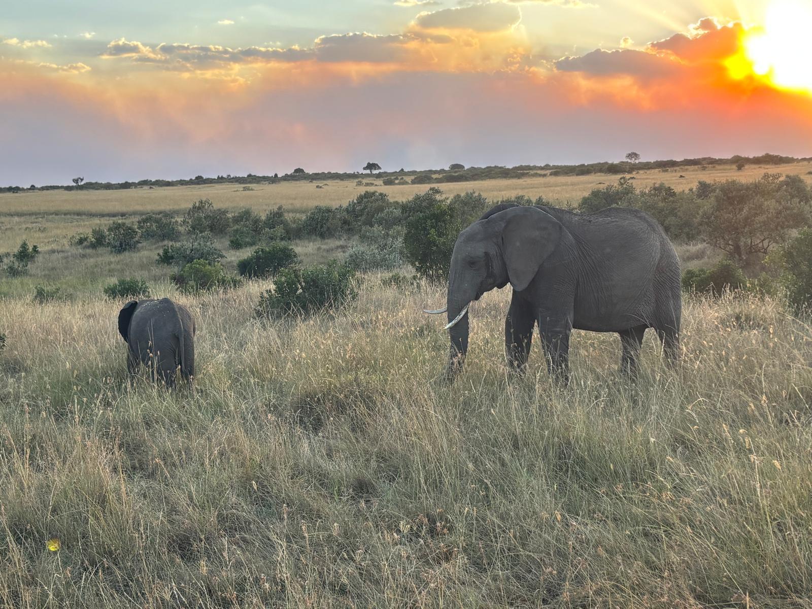 3-Day Maasai Mara Safari by 4WD Landcruiser from Nairobi