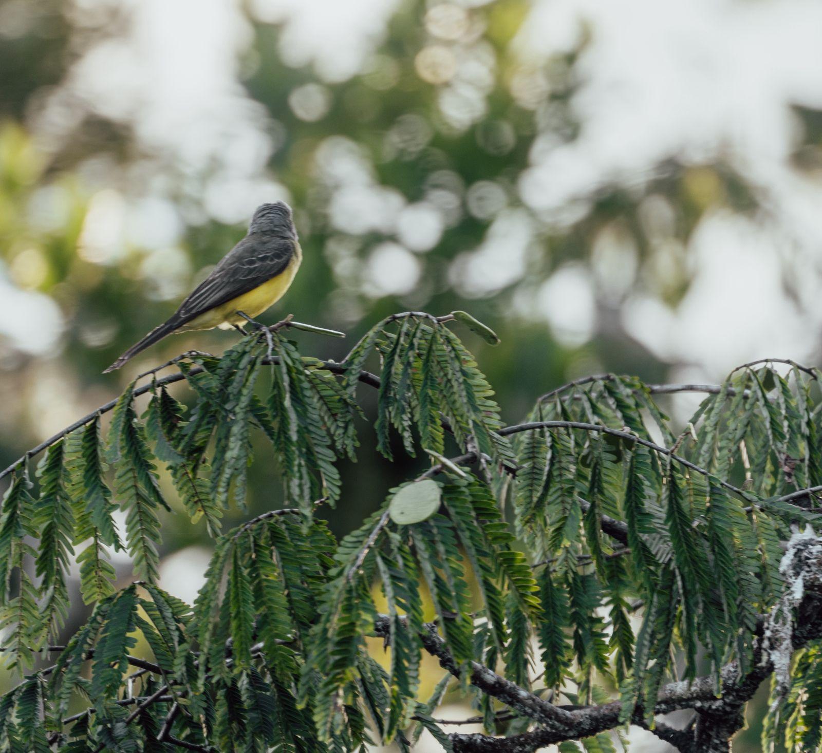 Cuyabeno Amazon Reserve: 3-Day Jungle Immersion
