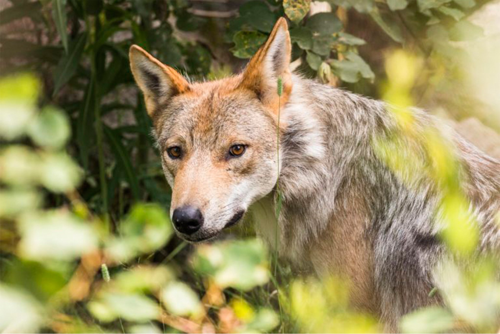 Ranua Arctic Zoo Day Trip with Guided Transfer & Lunch from Rovaniemi