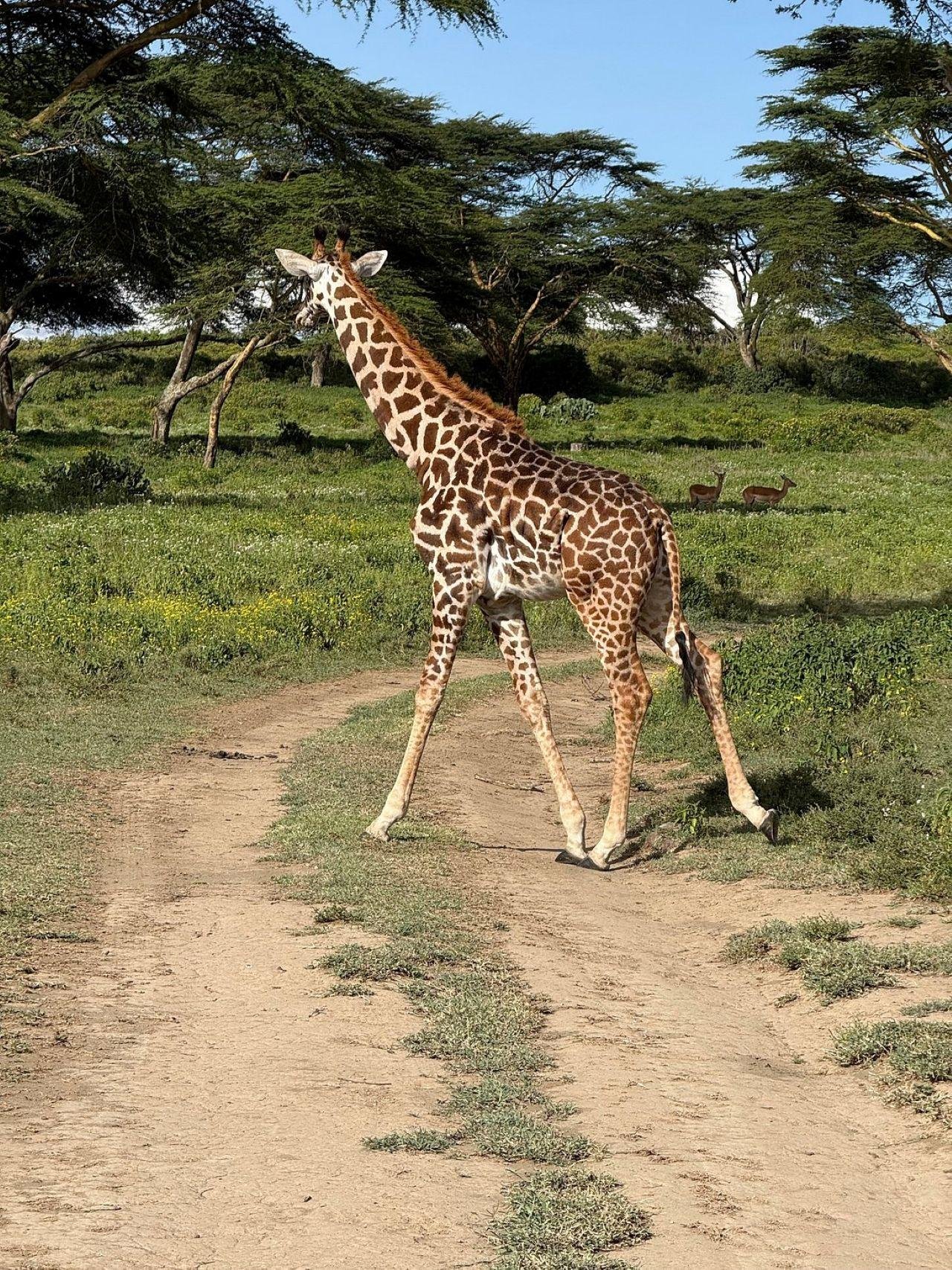 3-Day Maasai Mara Shared Jeep Safari from Nairobi