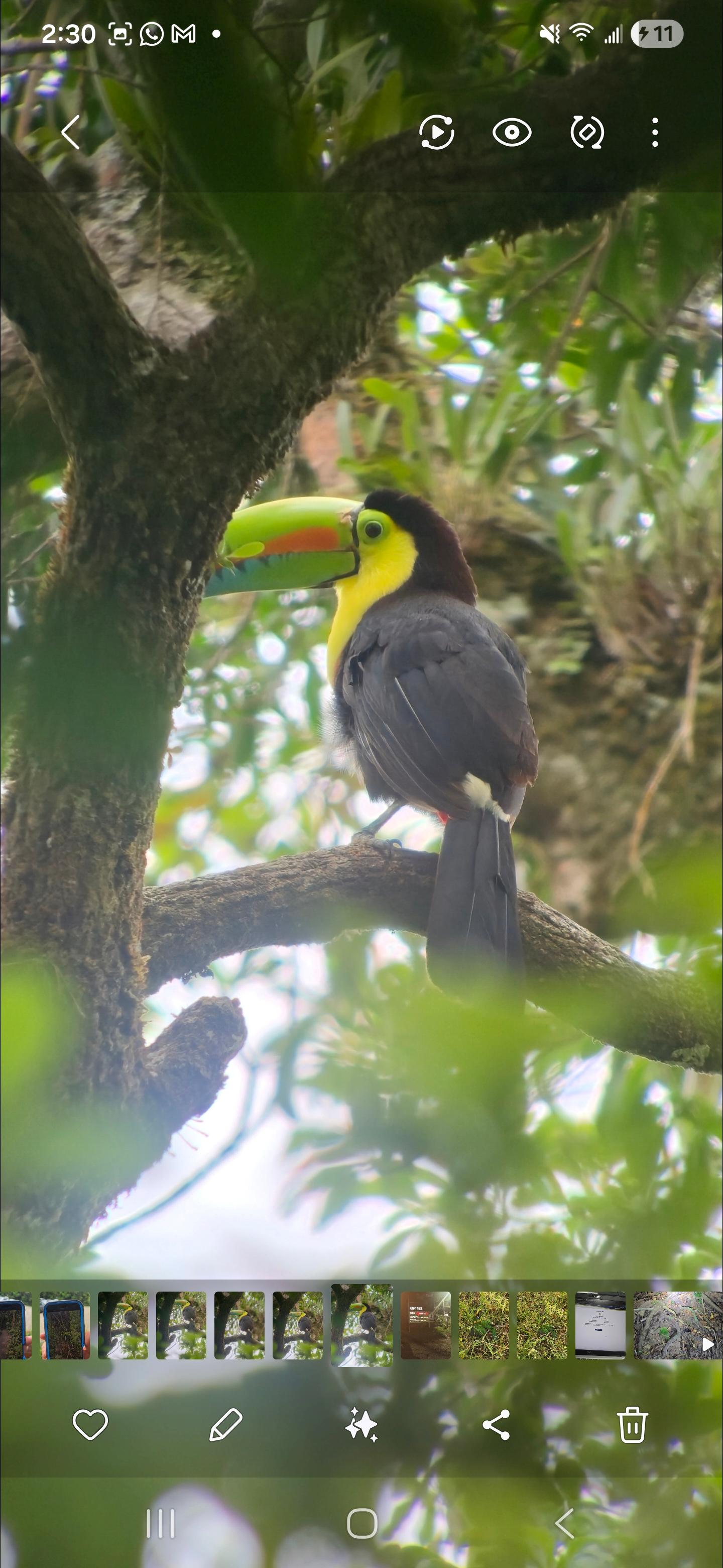 Monteverde Cloud & Transitional Forest Guided Walk
