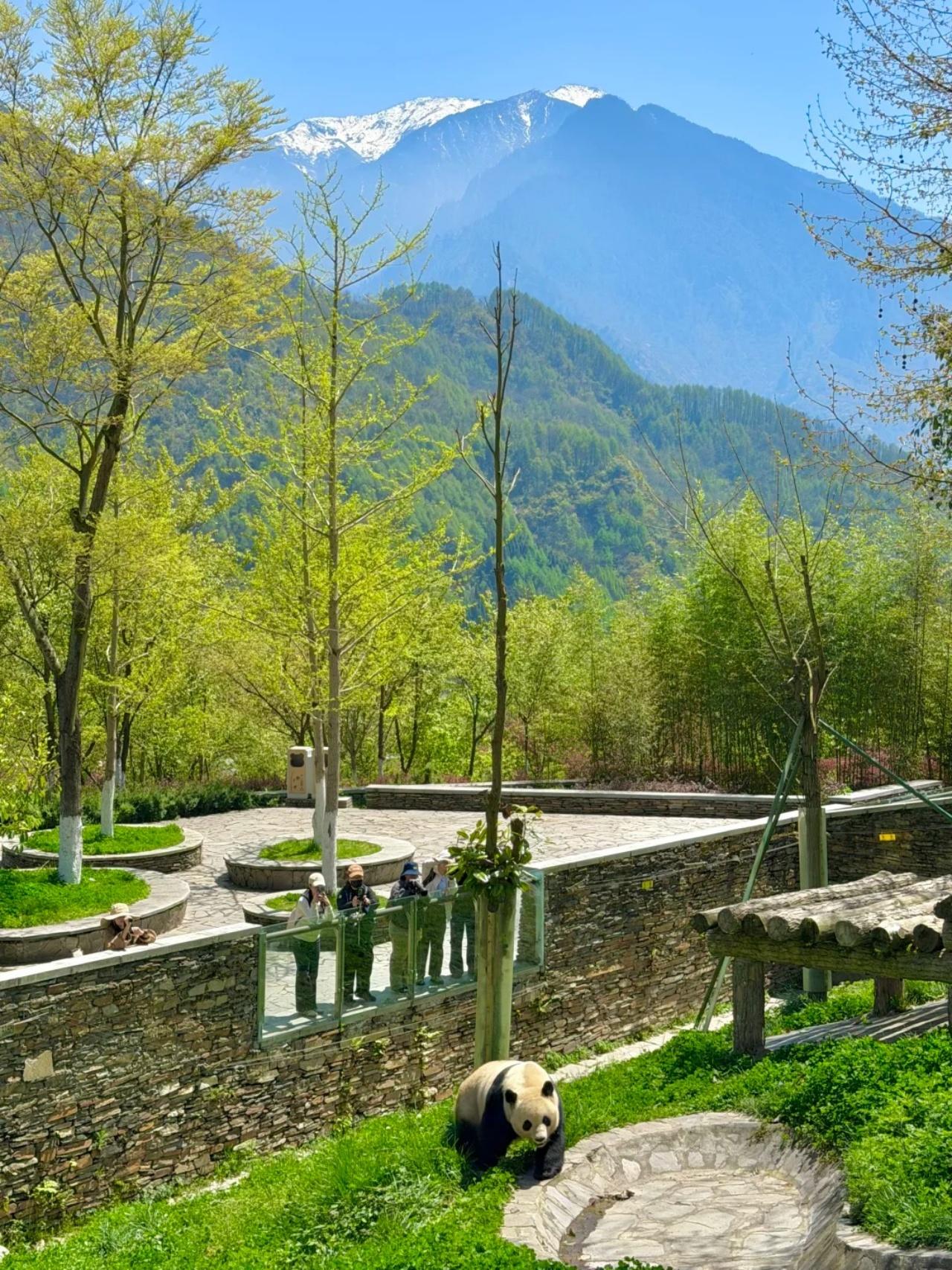 Private Full-Day Wolong Panda Base Expedition