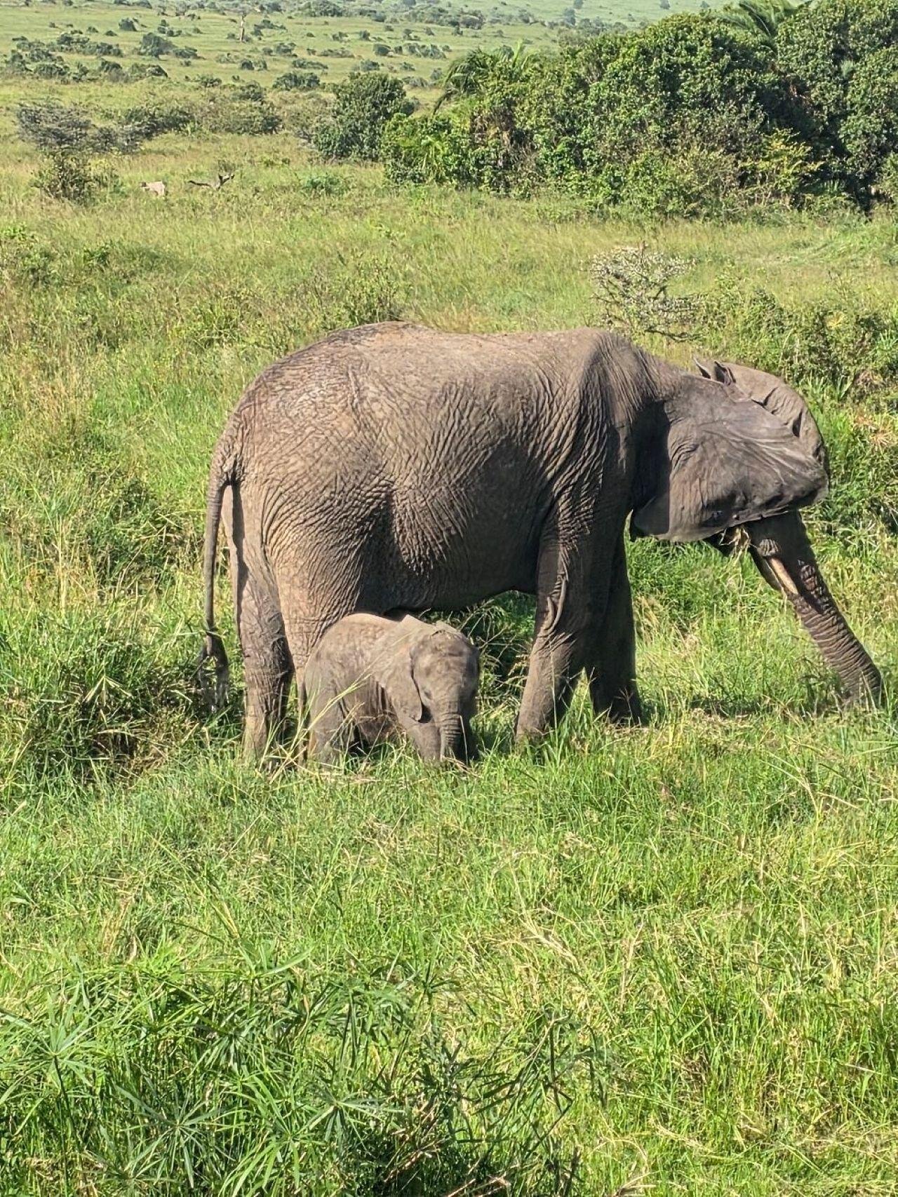 3-Day Maasai Mara Shared Jeep Safari from Nairobi