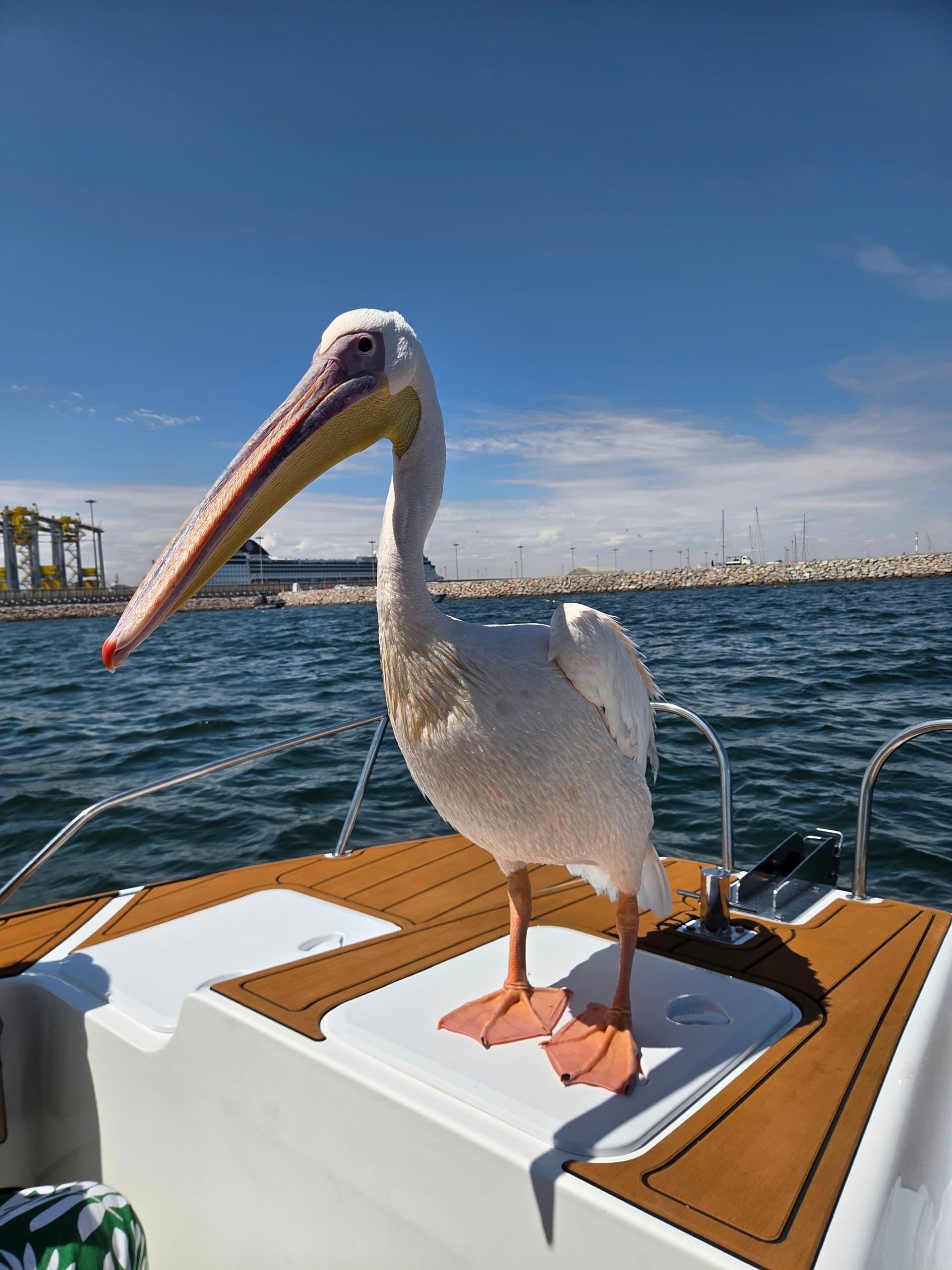 Walvis Bay Catamaran Marine Safari with Oysters & Drinks
