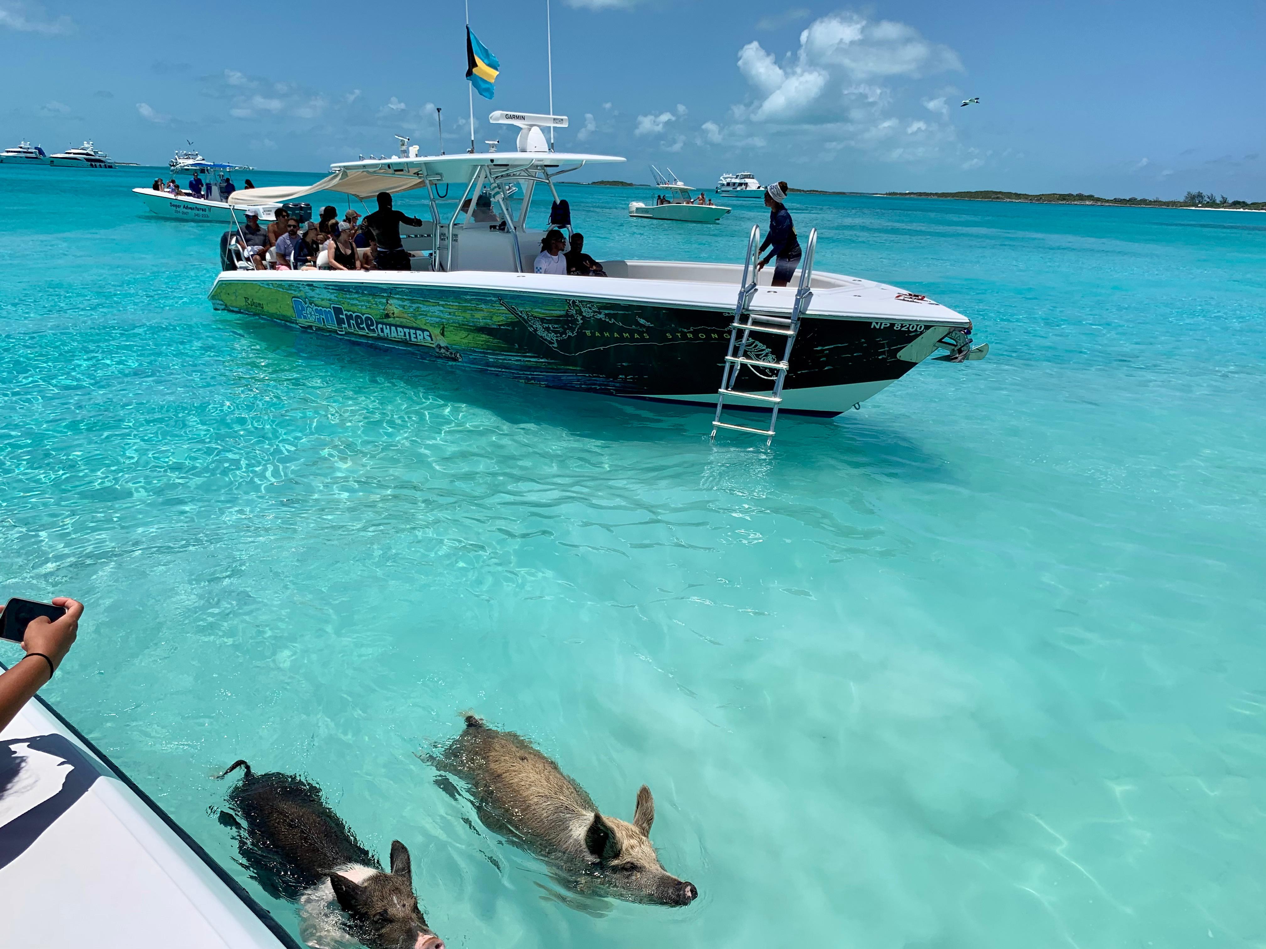 Exuma Island Hopping & Swimming Pigs Speedboat Tour from Nassau
