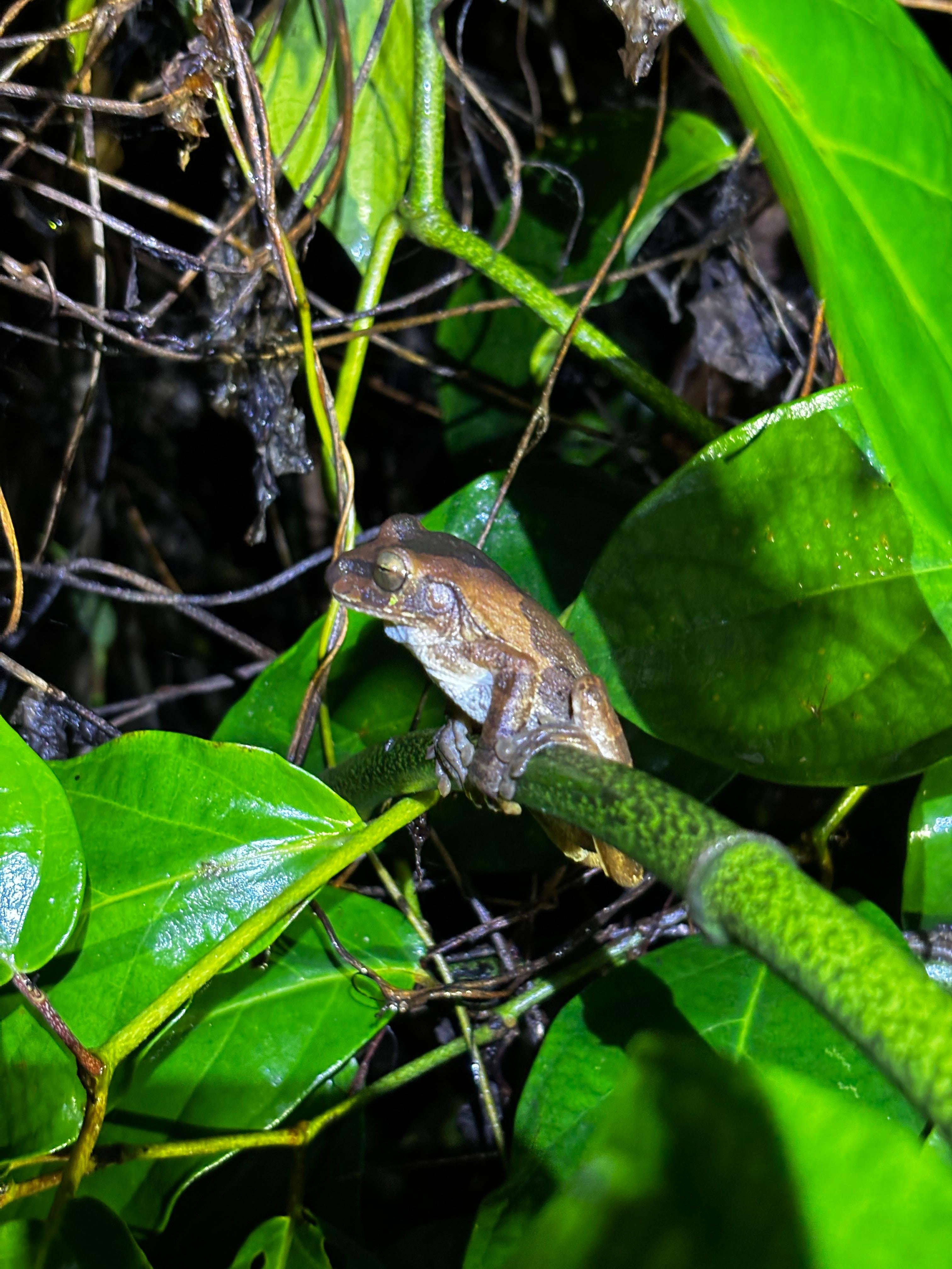 Tortuguero 2-Day Eco Adventure: Canoe, Jaguar Trail, Night Walk & Turtle Nesting
