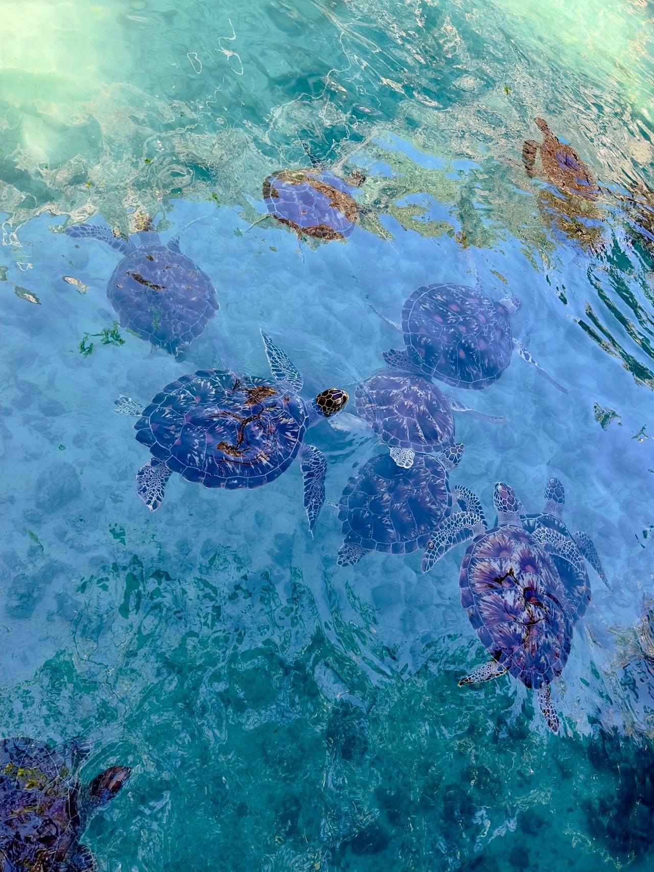 Zanzibar: Swim with Sea Turtles at Salaam Cave, Kizimkazi
