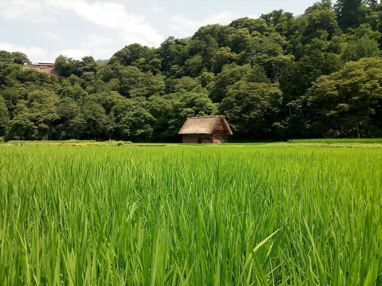Tokyo to Shirakawago & Kanazawa Day Trip