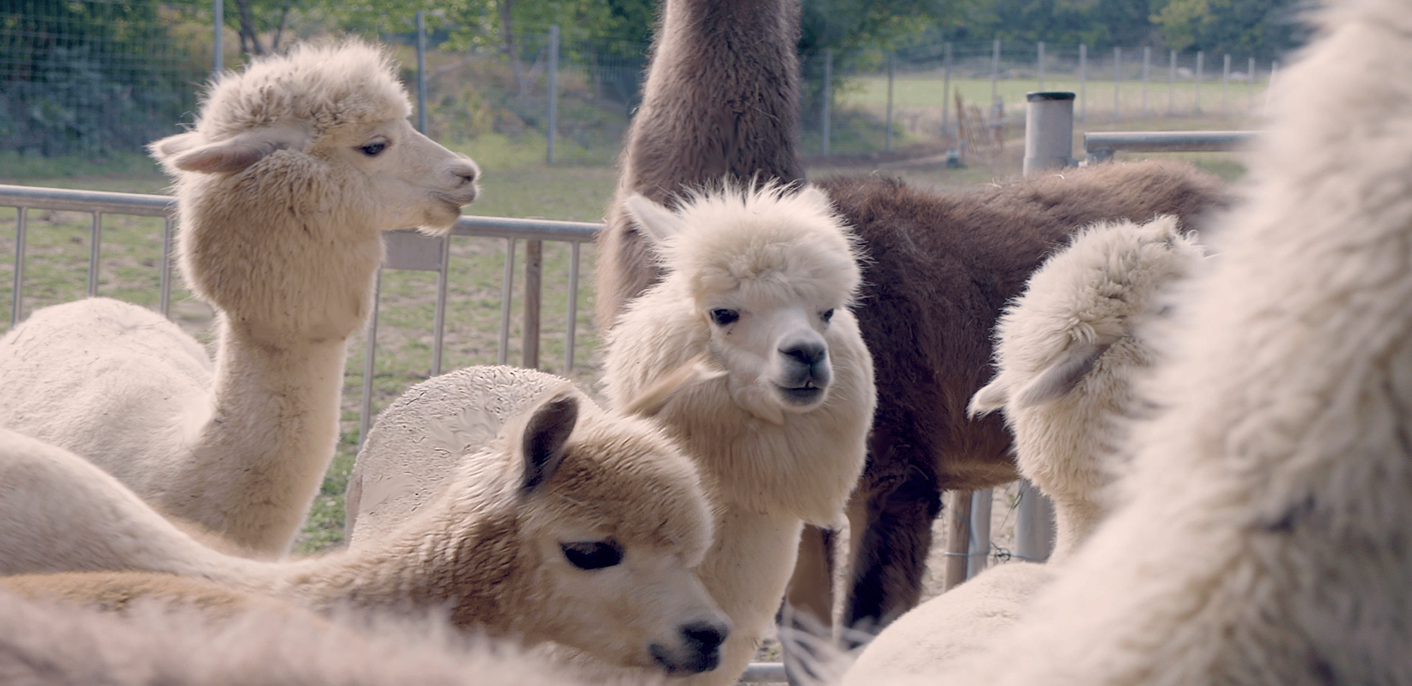Alpaca & Llama Countryside Hike from Vienna