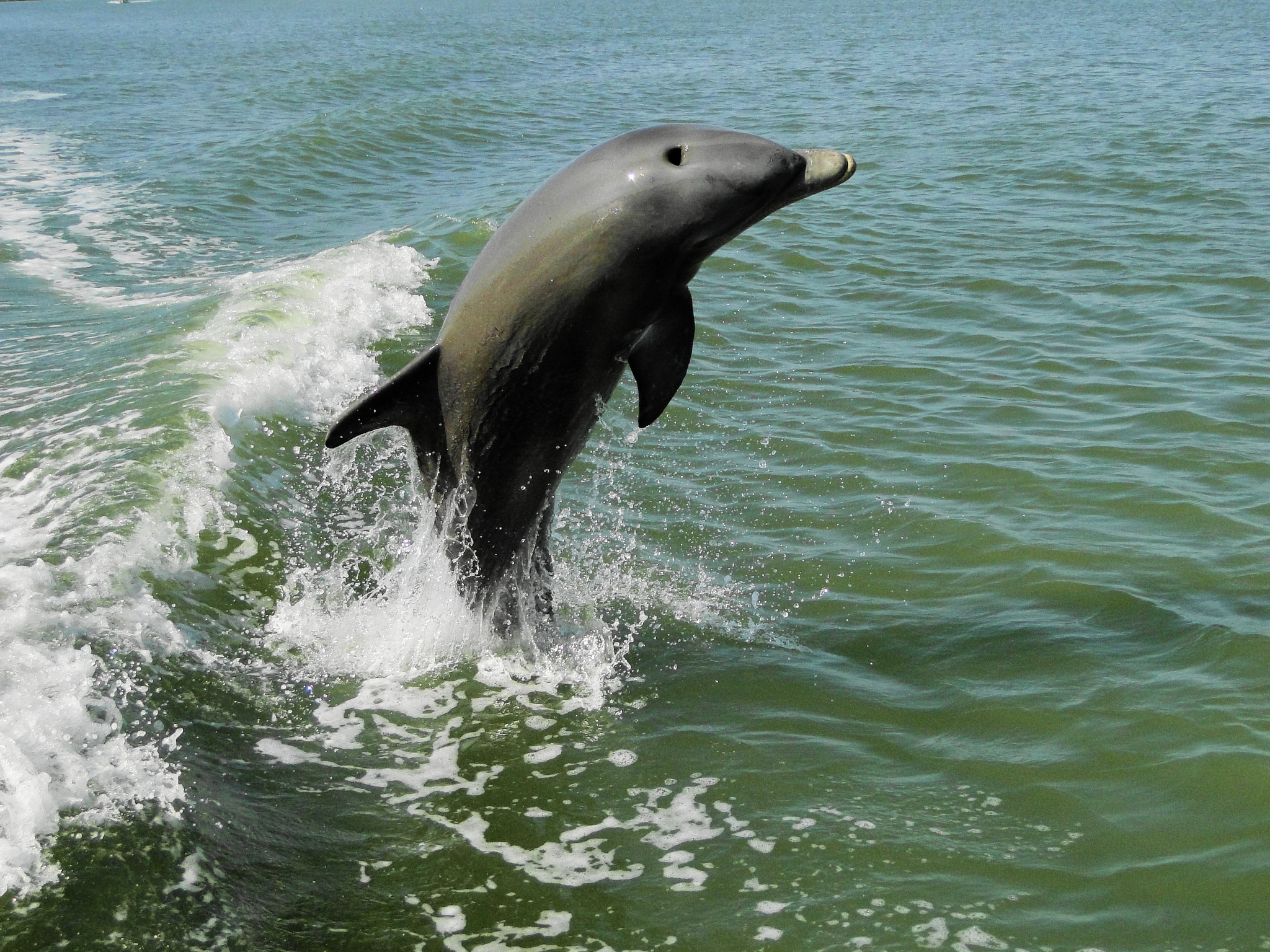 Florida Everglades Boat and Kayak Eco-Adventure
