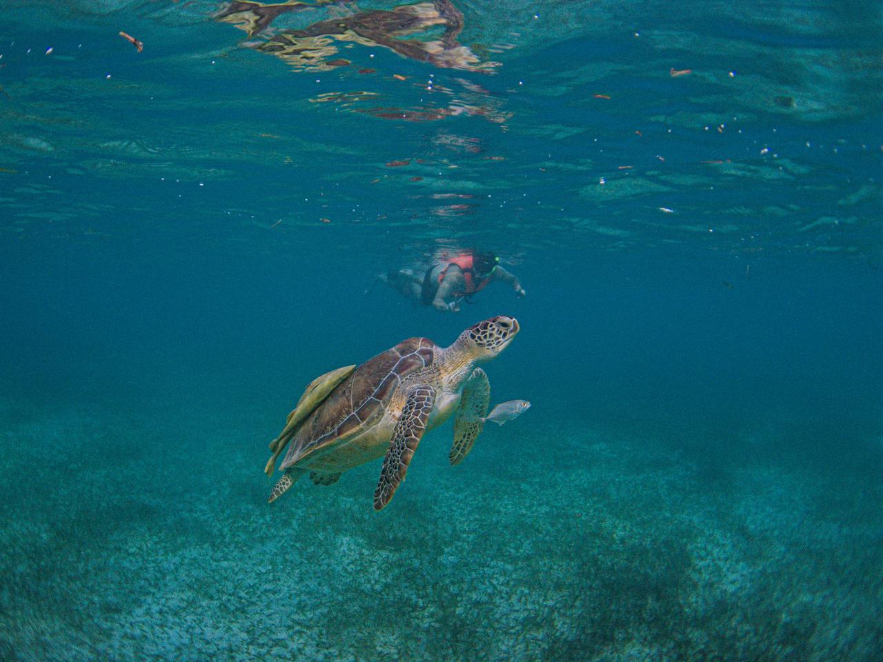 Akumal Sea Turtle Snorkeling Tour