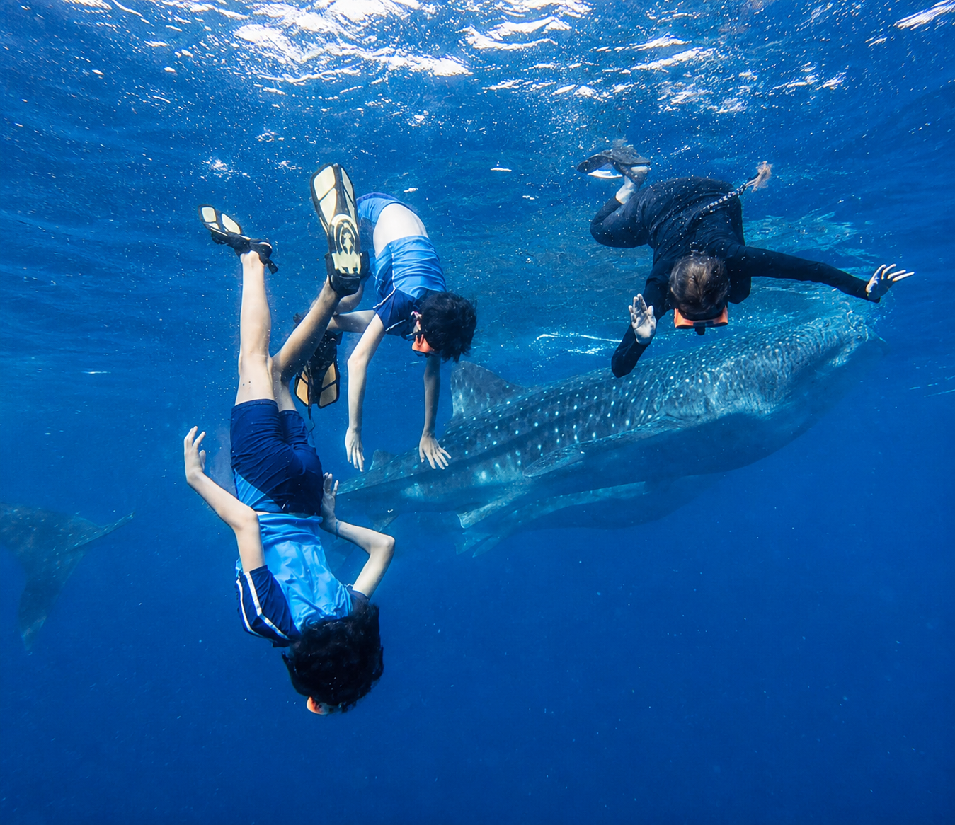 Cebu Whale Shark Swim & Kawasan Falls Canyoneering – Full-Day Adventure