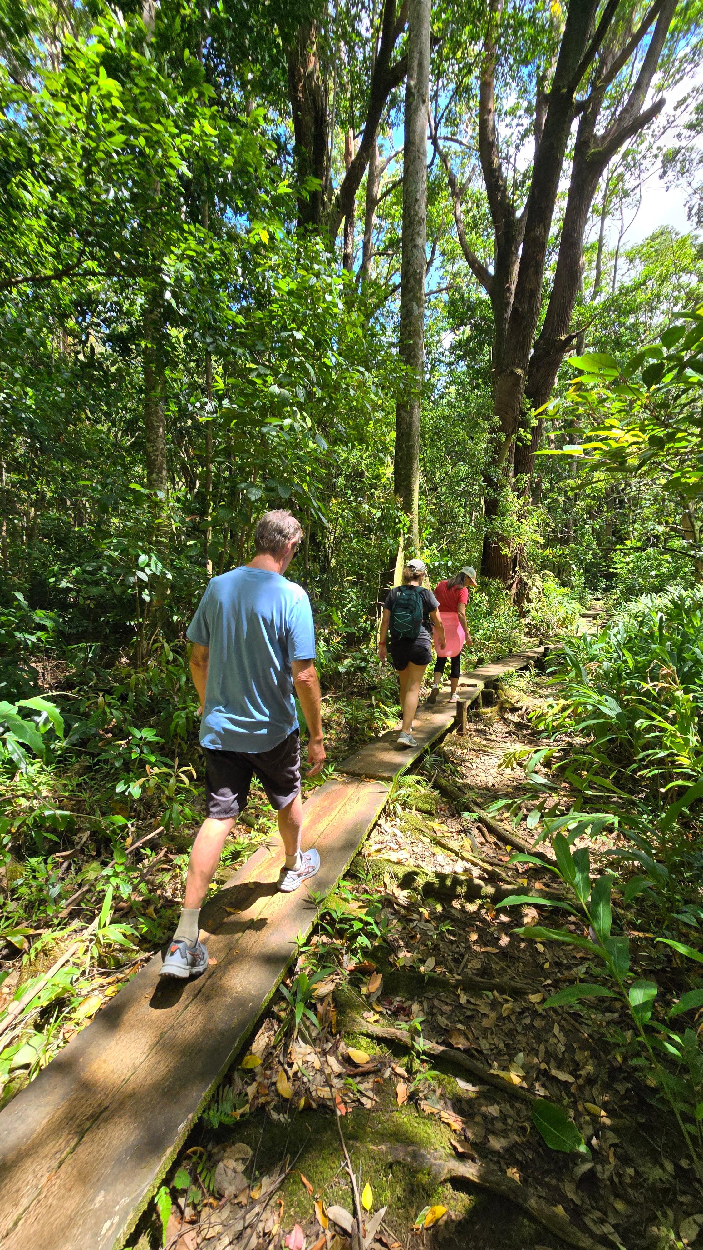 Honolulu Volcanic Rainforest Trek