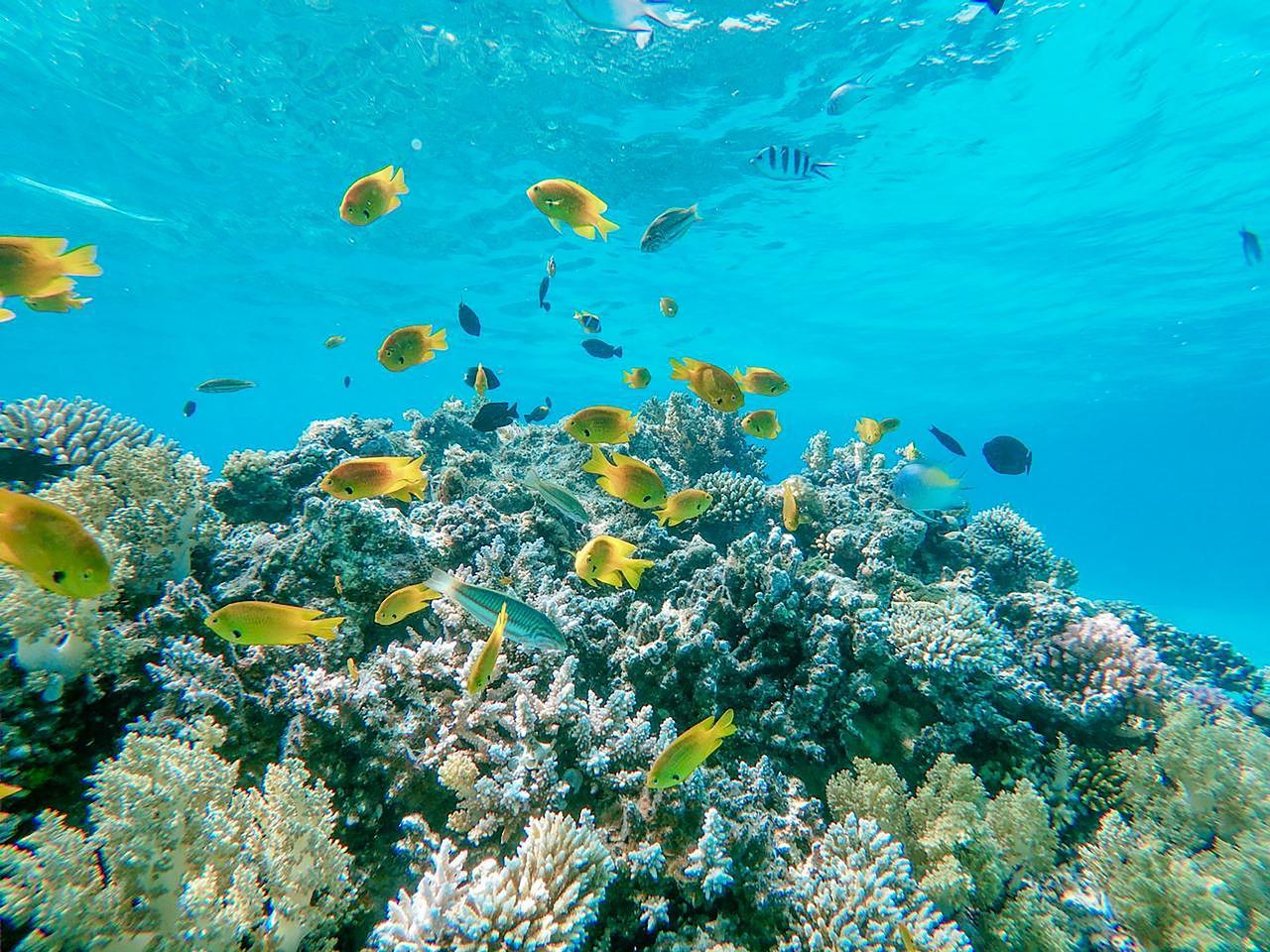 Sharm el-Sheikh: White Island & Ras Mohamed National Park Snorkeling Day Trip
