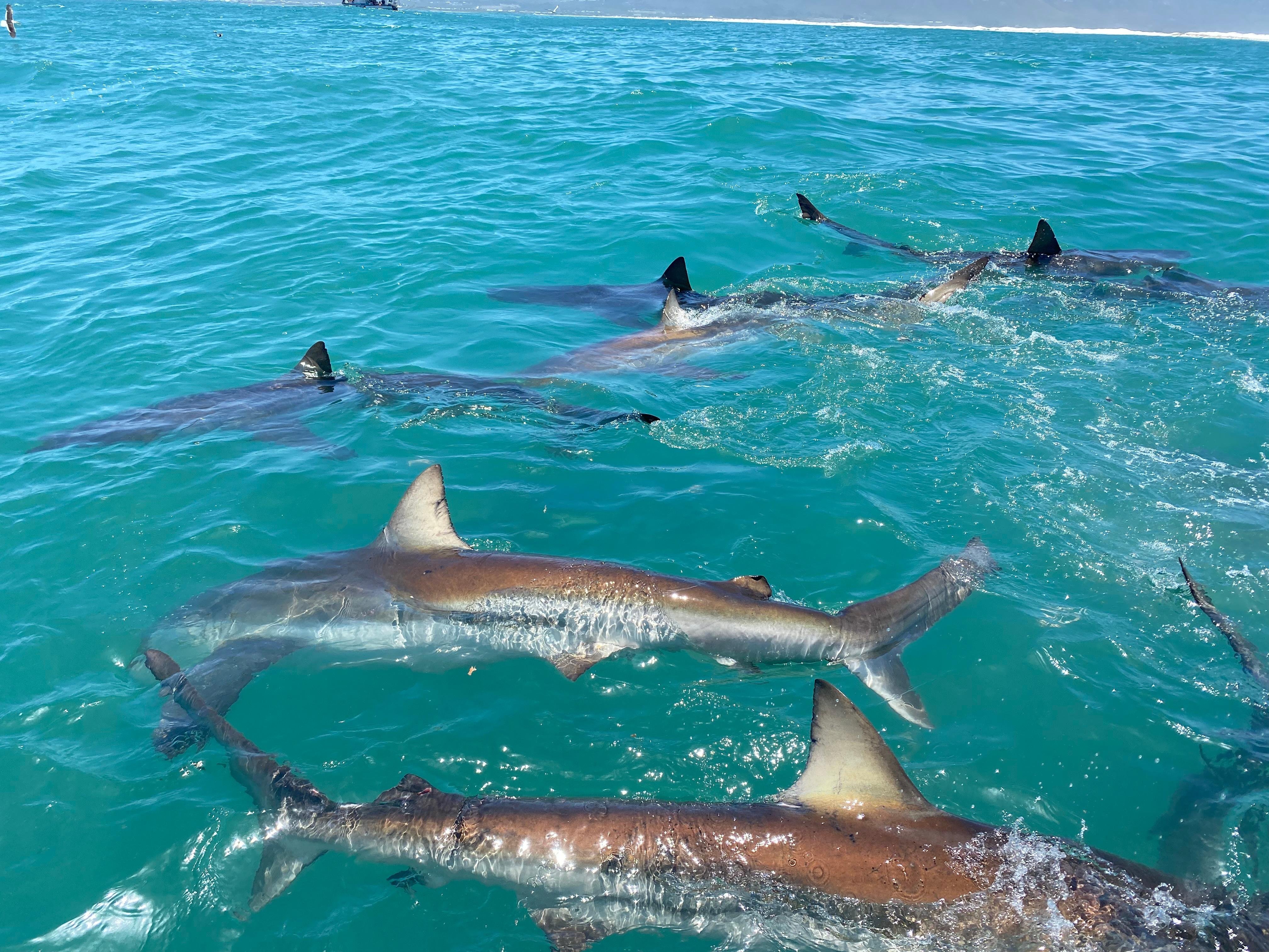 Shark Cage Diving from Cape Town or Hermanus – White Shark Projects