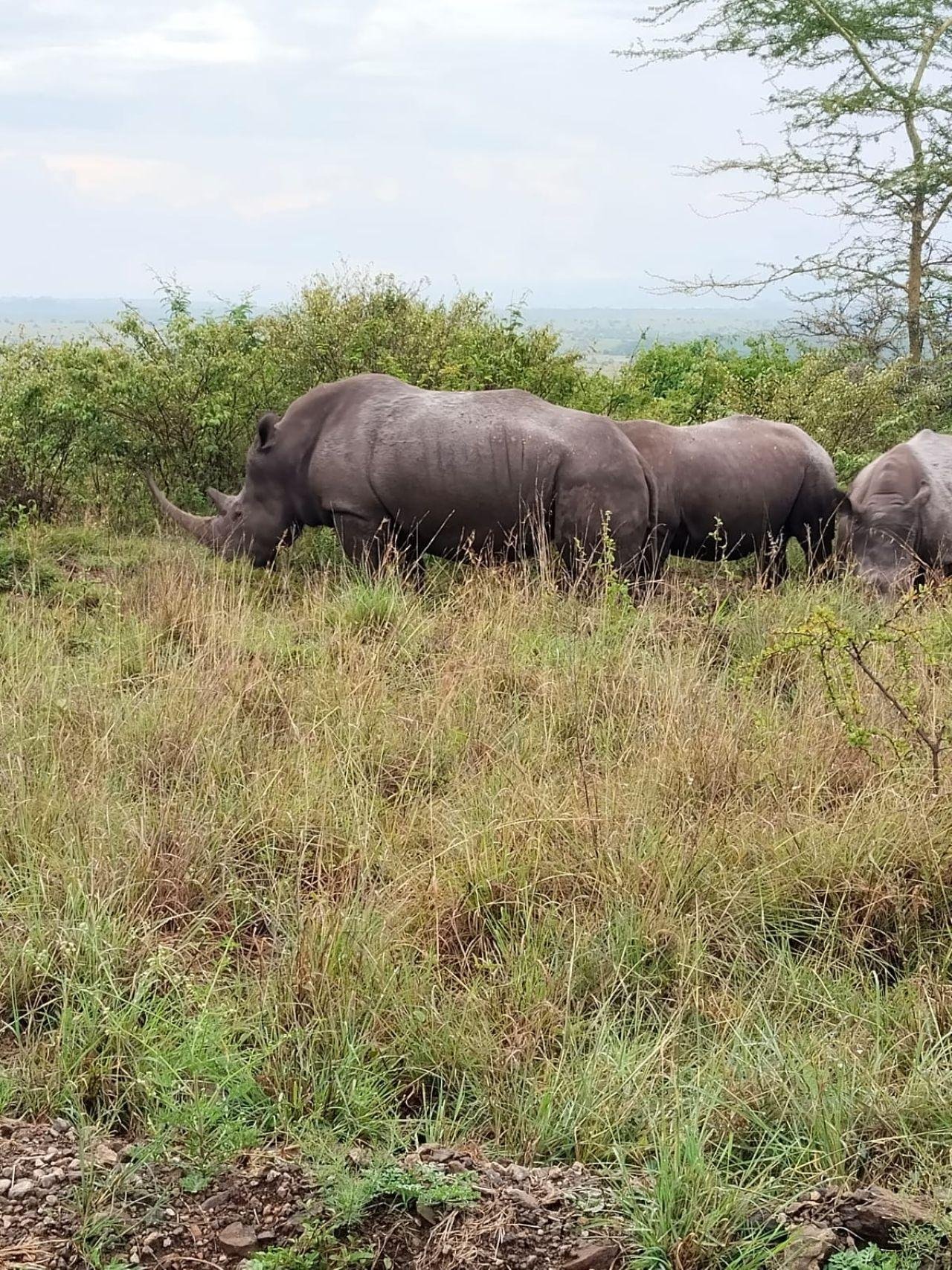 Nairobi Safari: National Park, Elephant Orphanage & Giraffe Center