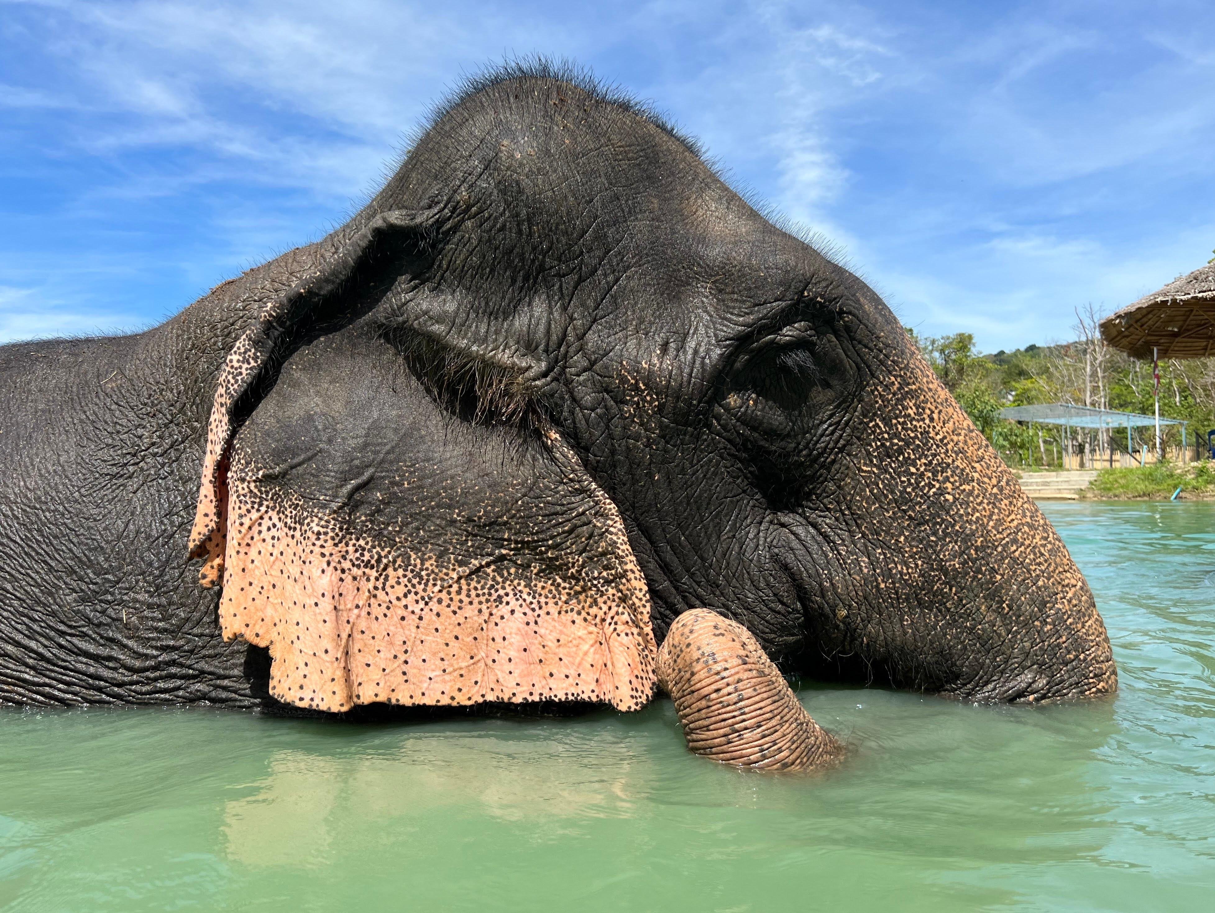 Phuket Elephant Sanctuary Experience at Sakhu