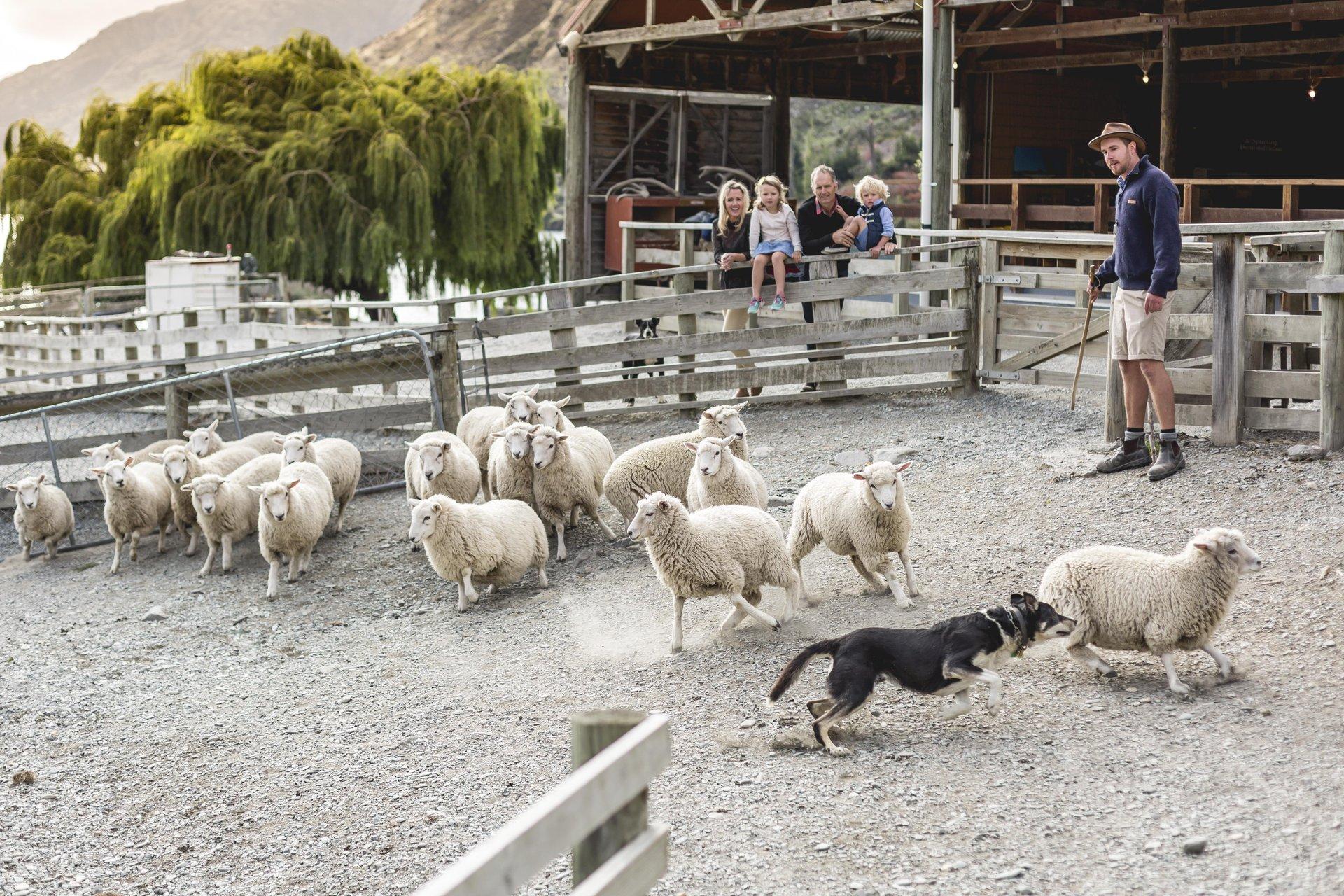 Queenstown: Queenstown Lake Cruise and Walter Peak Farm Tour