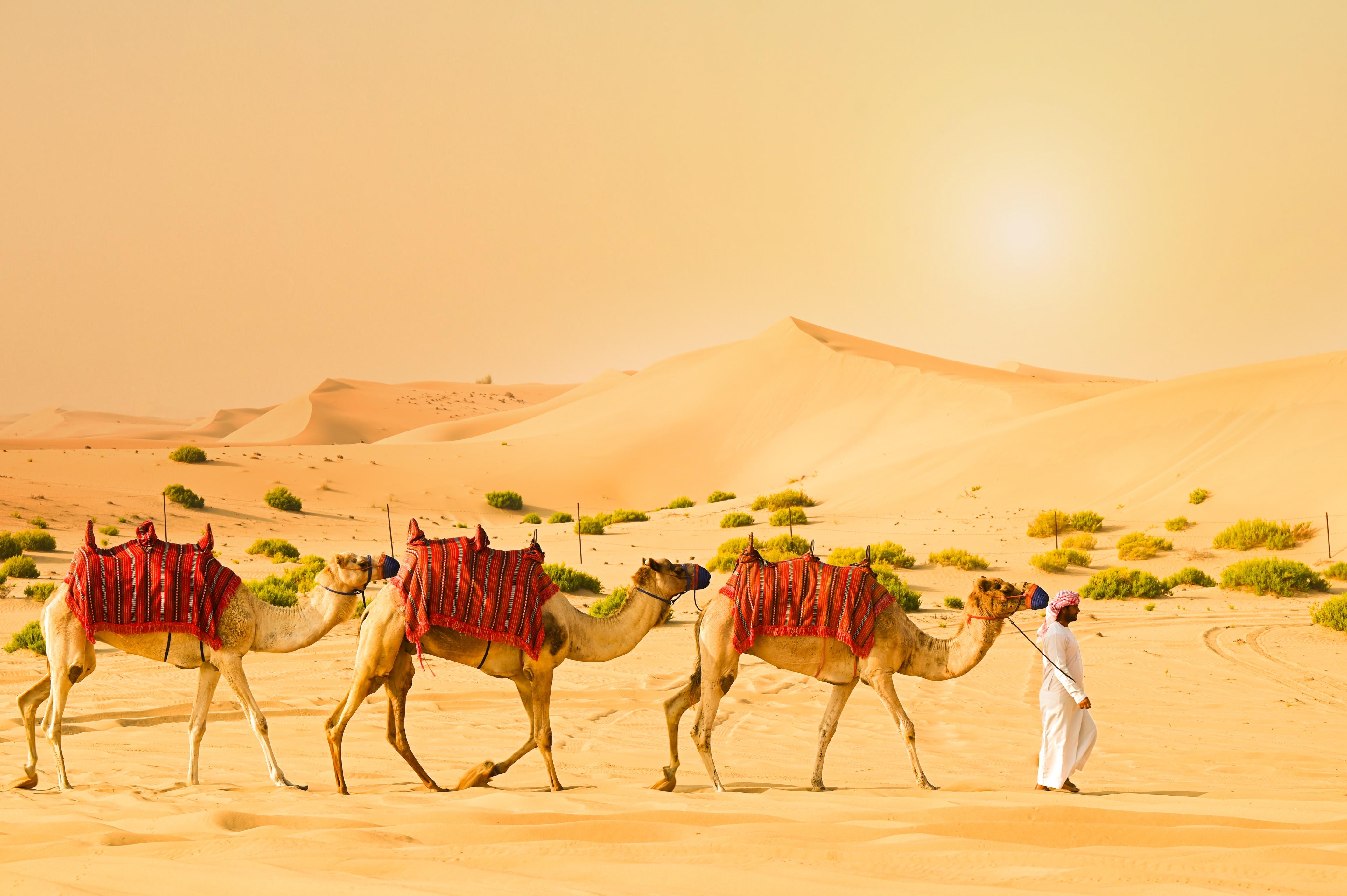 Abu Dhabi Desert Dune Bashing Safari