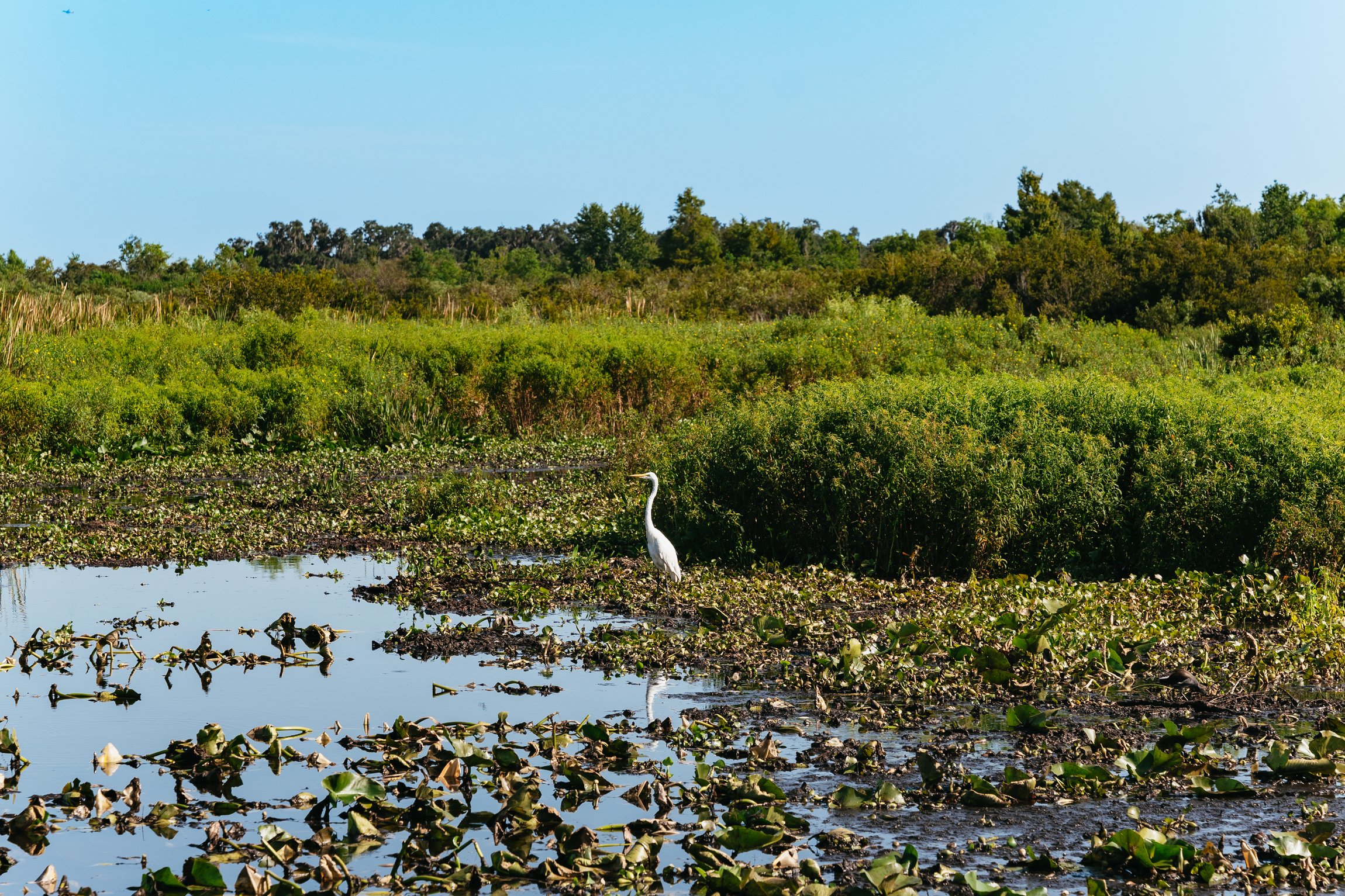 Kissimmee Everglades Airboat Expedition