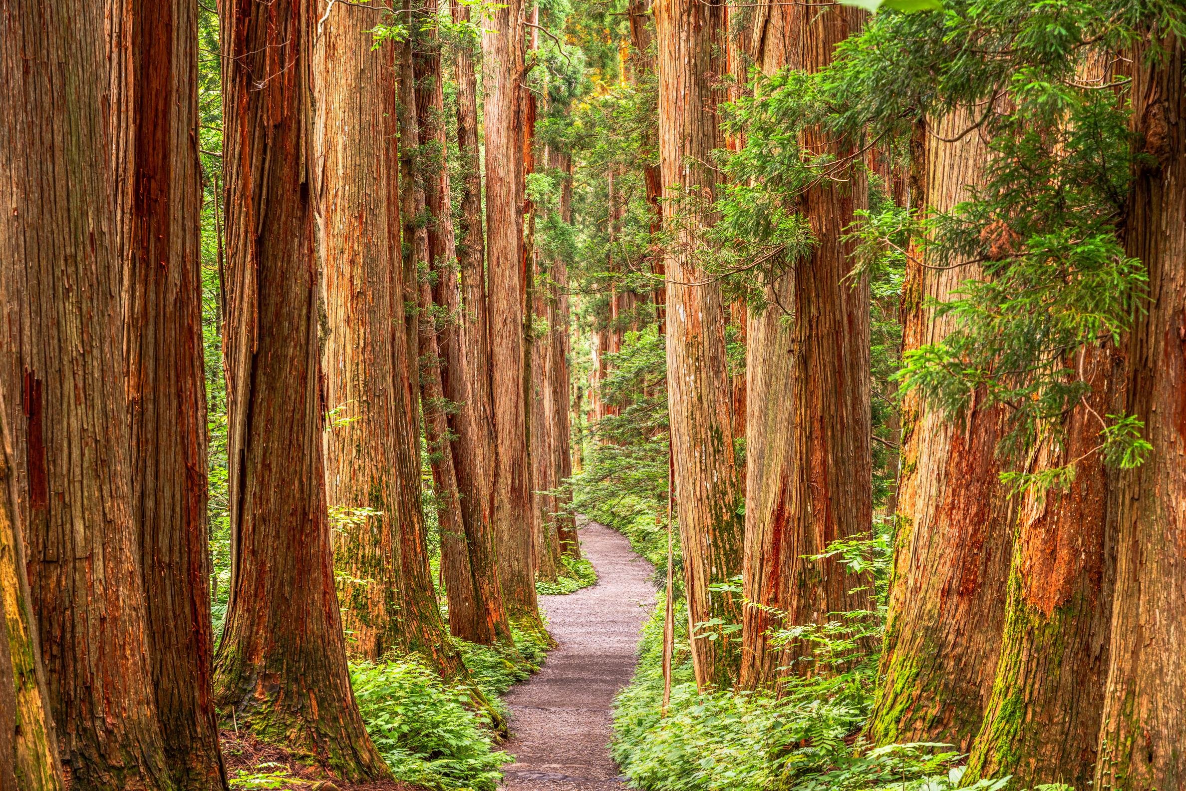 From Tokyo: Private Tour to Fuji/Hakone - Onsen, Art, Nature — Japanese onsen experience photo 26