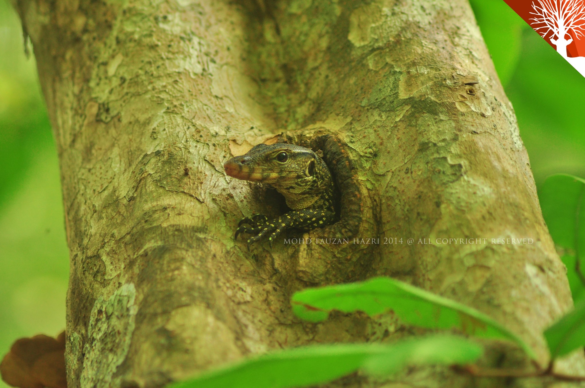 Kilim River Mangrove Safari by Kayak