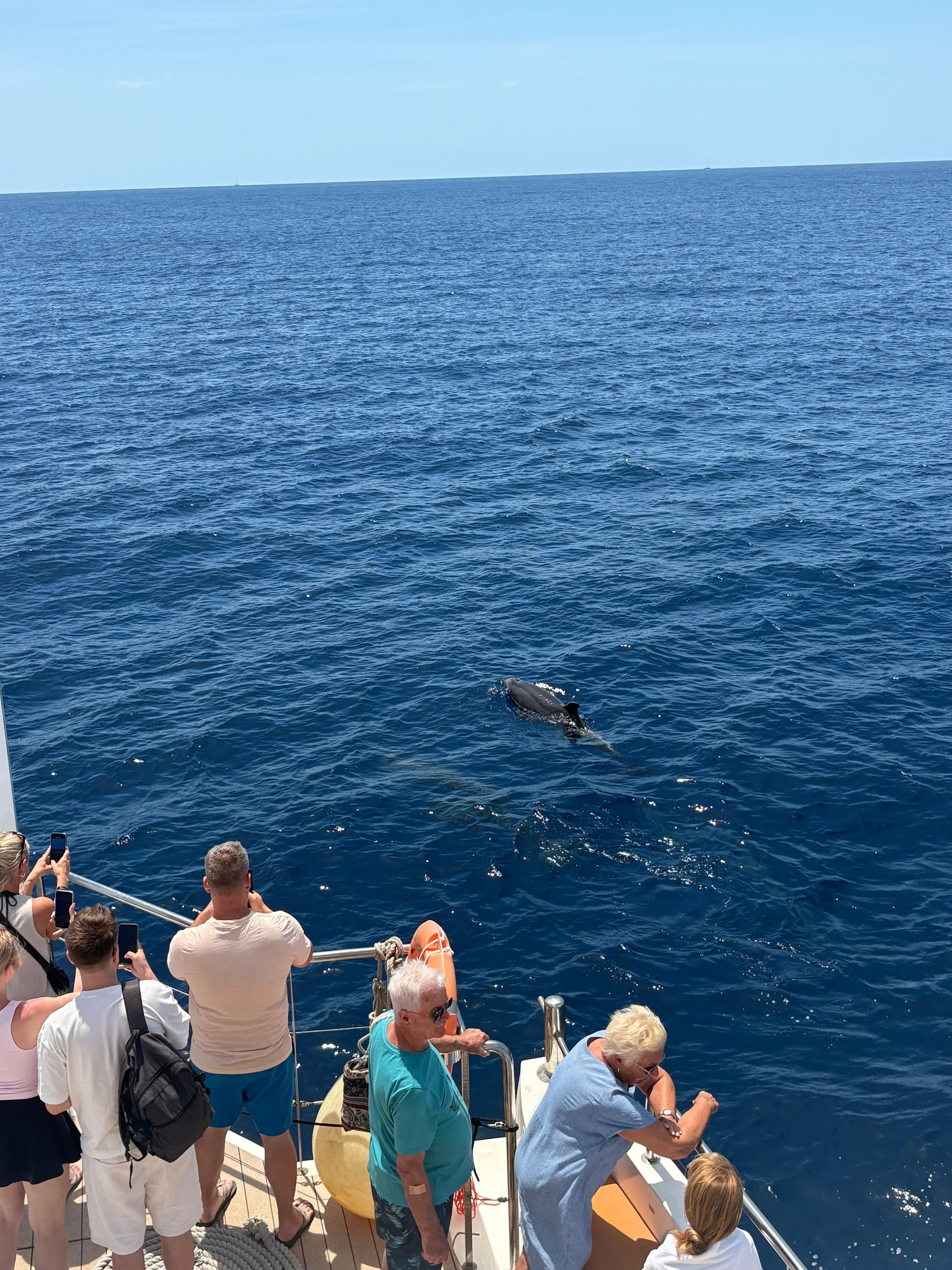 Dolphin Watching Boat Tour with Swim Stop