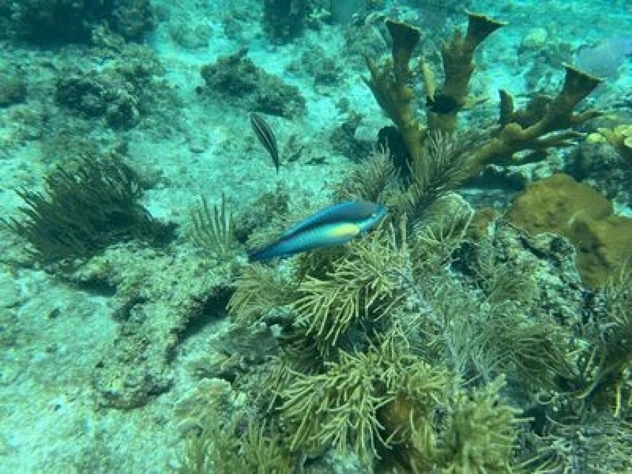 Catalina Island Snorkeling & Chavon River Day Tour from Punta Cana