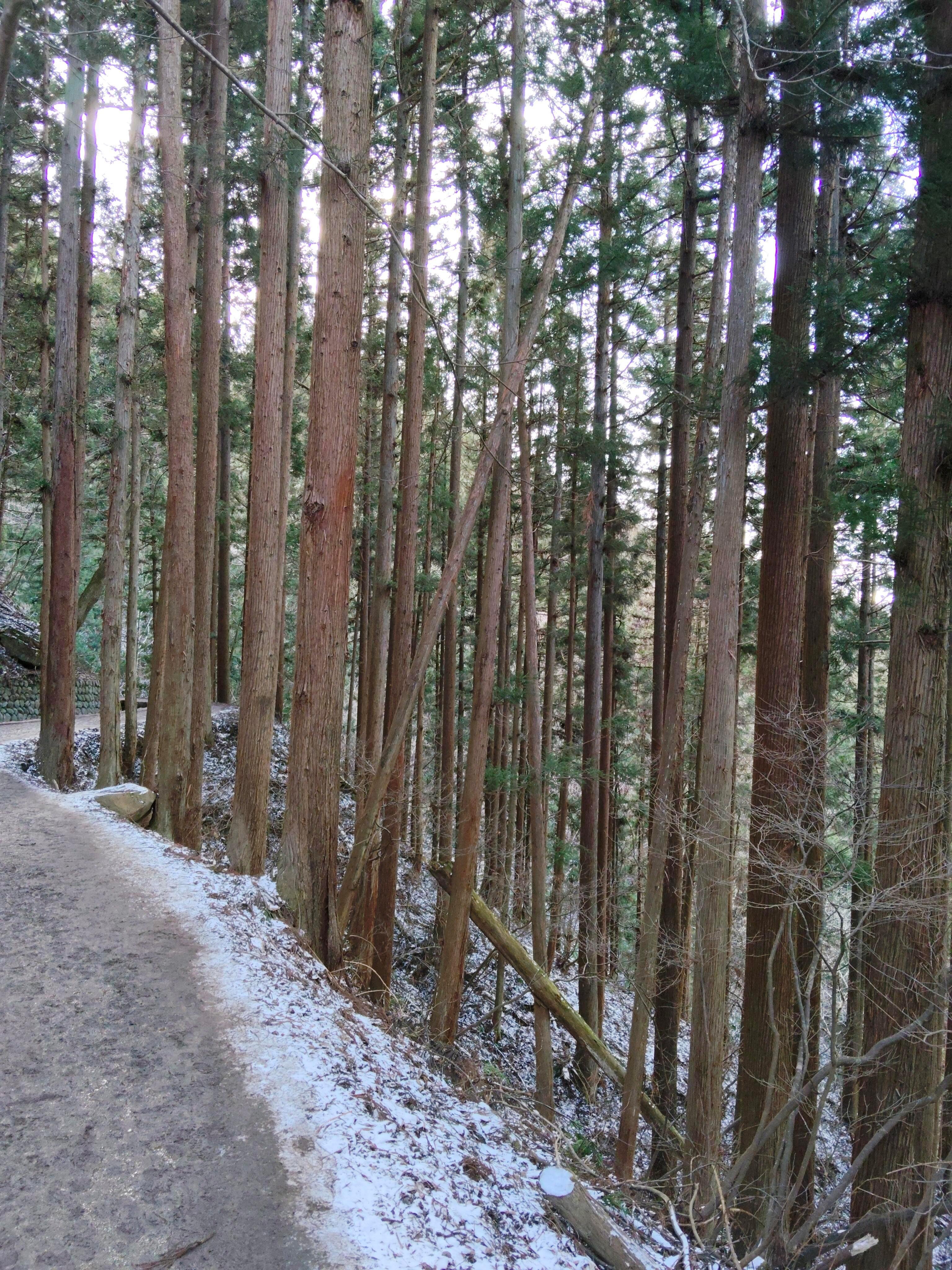 Nagano Snow Monkey & Obuse Cultural Day Tour
