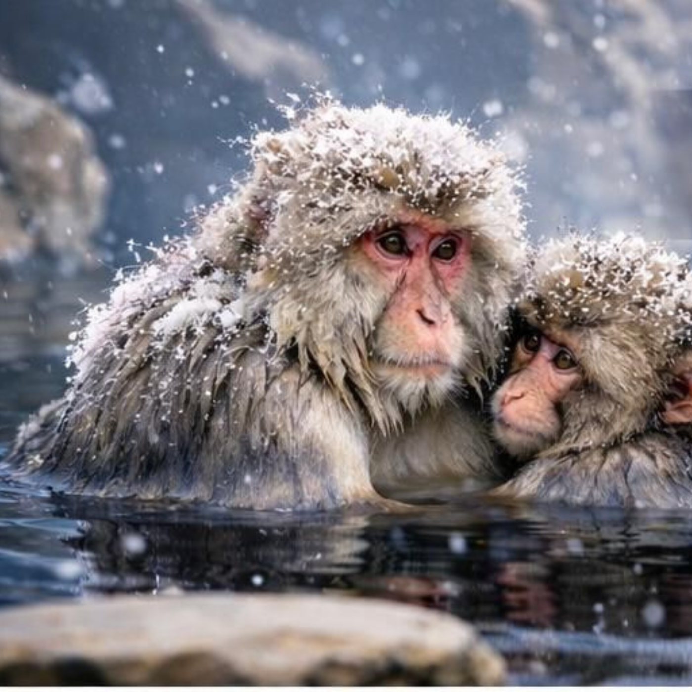 Nagano Snow Monkeys & Temples Private Full-Day Tour from Tokyo or Nagano
